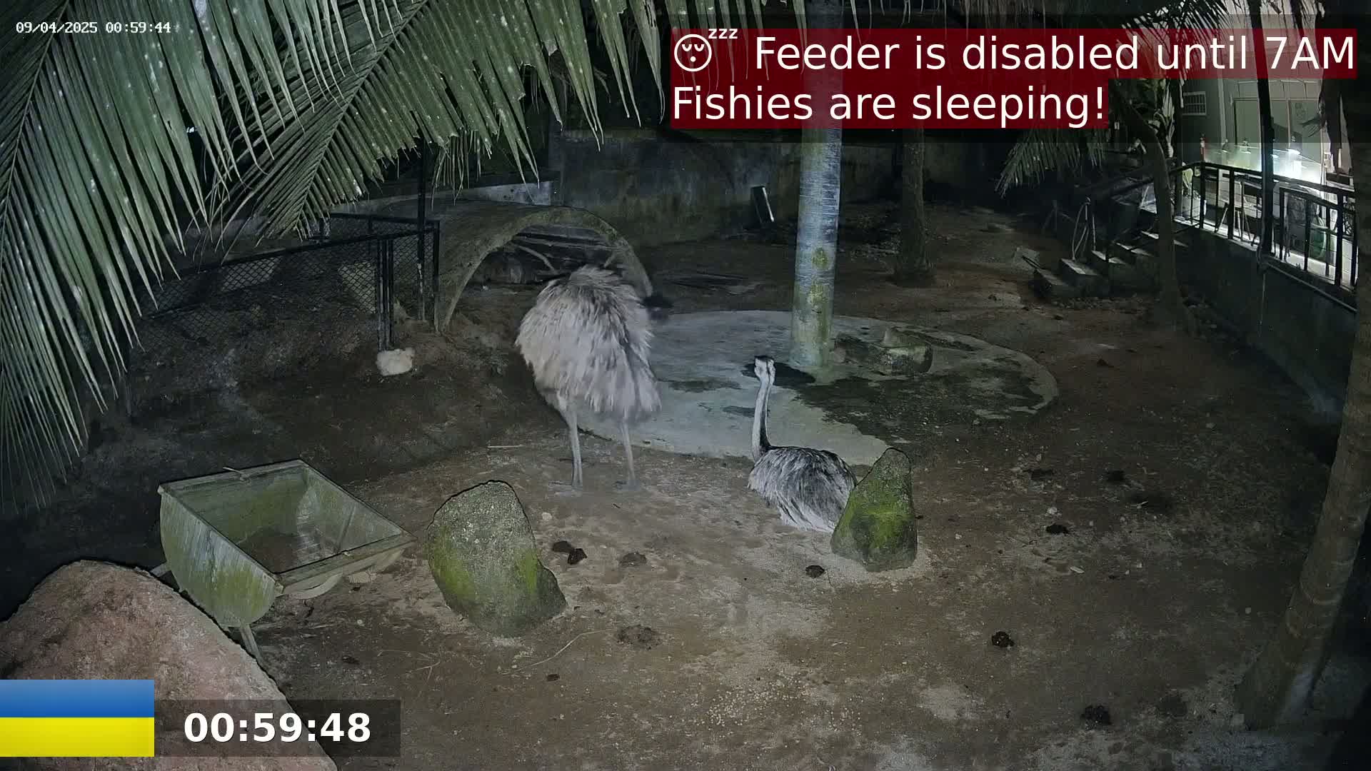 Two emus are standing in a dark, outdoor enclosure at night.