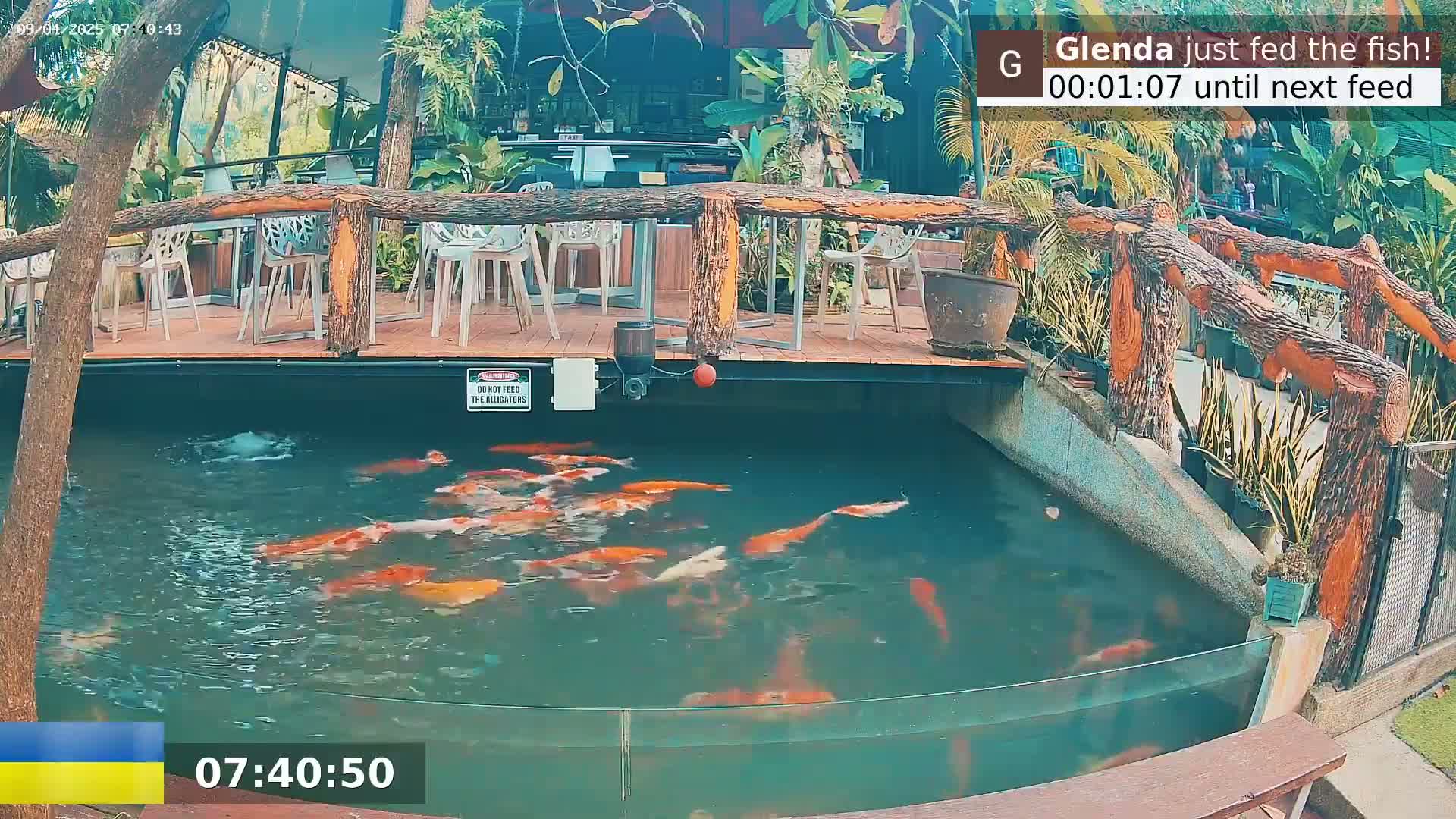 Koi fish swim in a pond below an outdoor patio with wooden railings and seating.