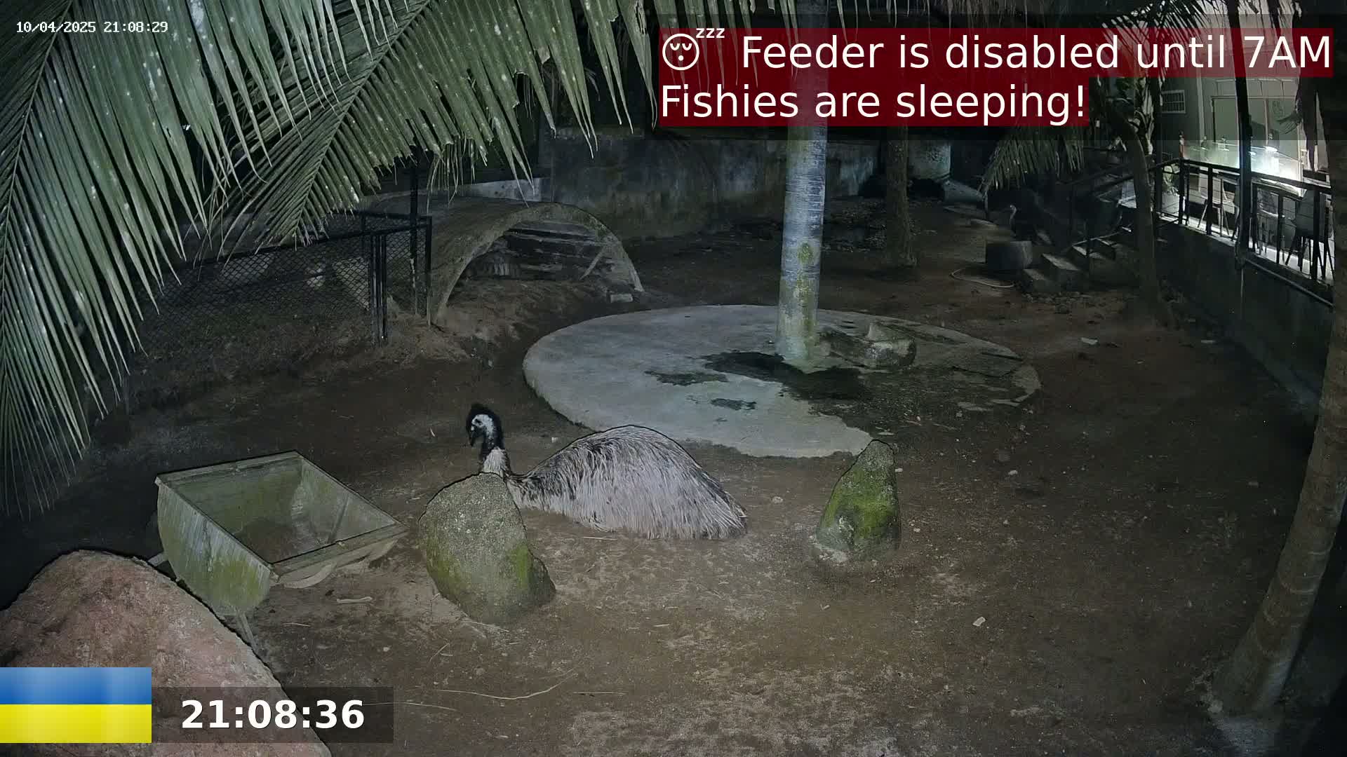 An emu is nestled between rocks on the ground at night in an enclosure under palm trees.