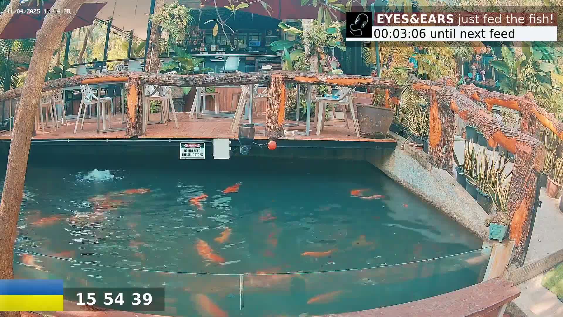 Many orange koi swim in a pond beside an outdoor patio with wooden railings and several empty chairs and tables.