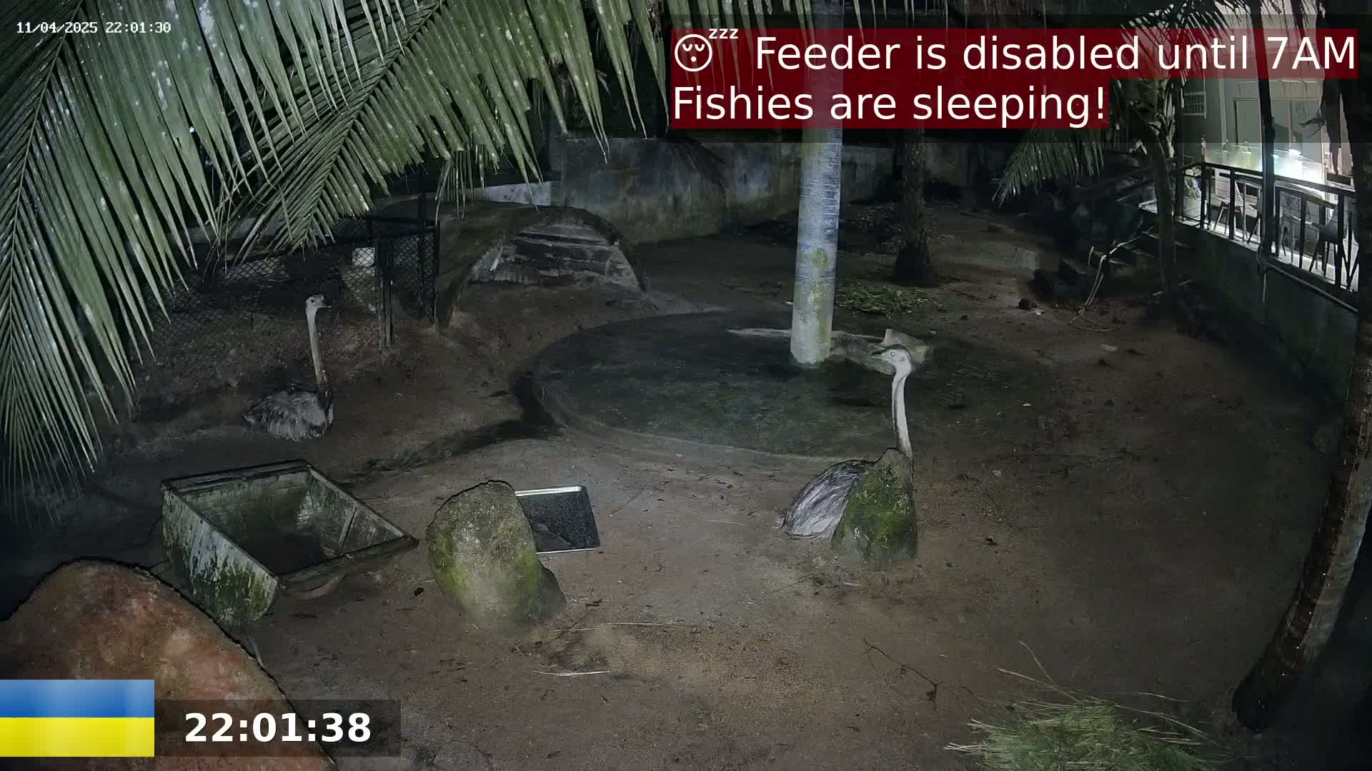 At night, under palm trees, two rheas stand in a sandy enclosure near a small wheelbarrow and rocks.
