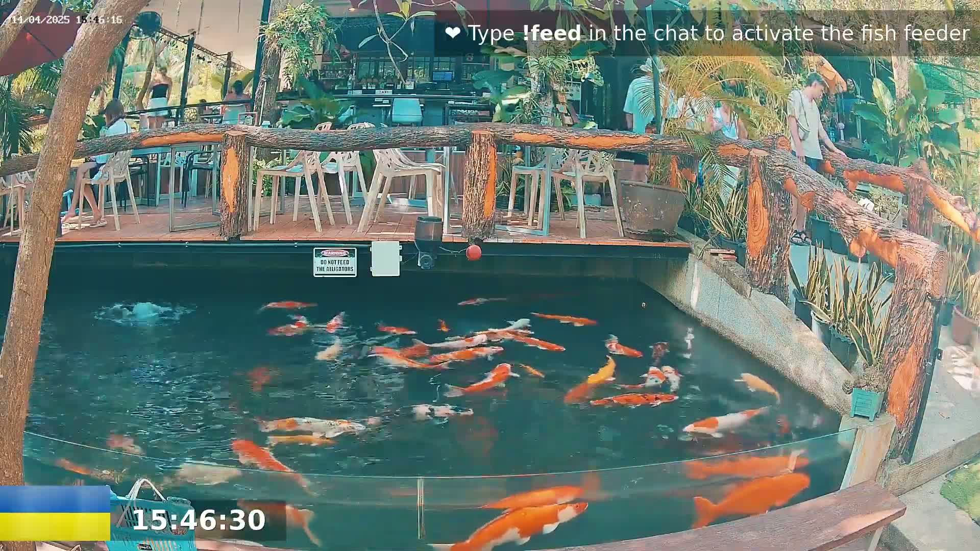 A koi pond with many orange and white fish is situated below a wooden deck with several empty chairs and tables, surrounded by lush greenery in a sunny outdoor setting.
