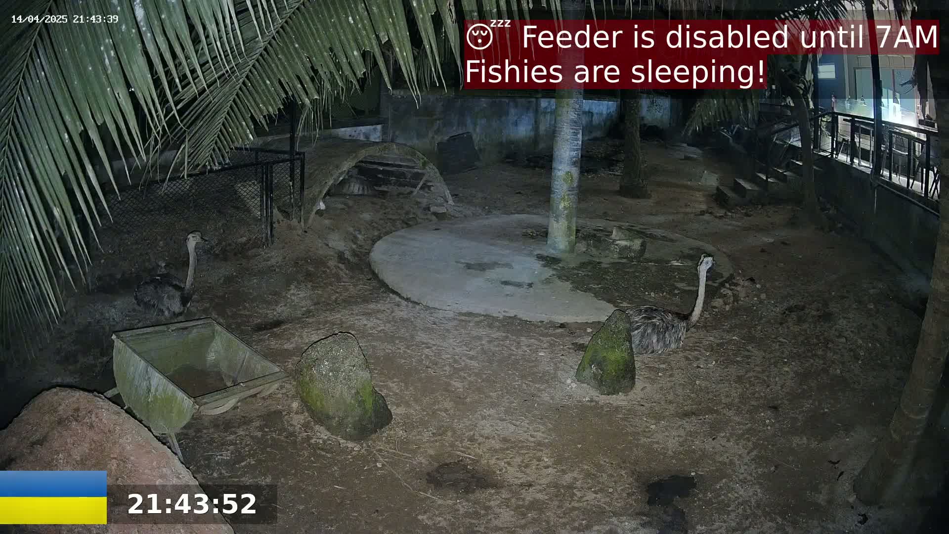 Two ostriches are standing in a nighttime enclosure, under palm trees.