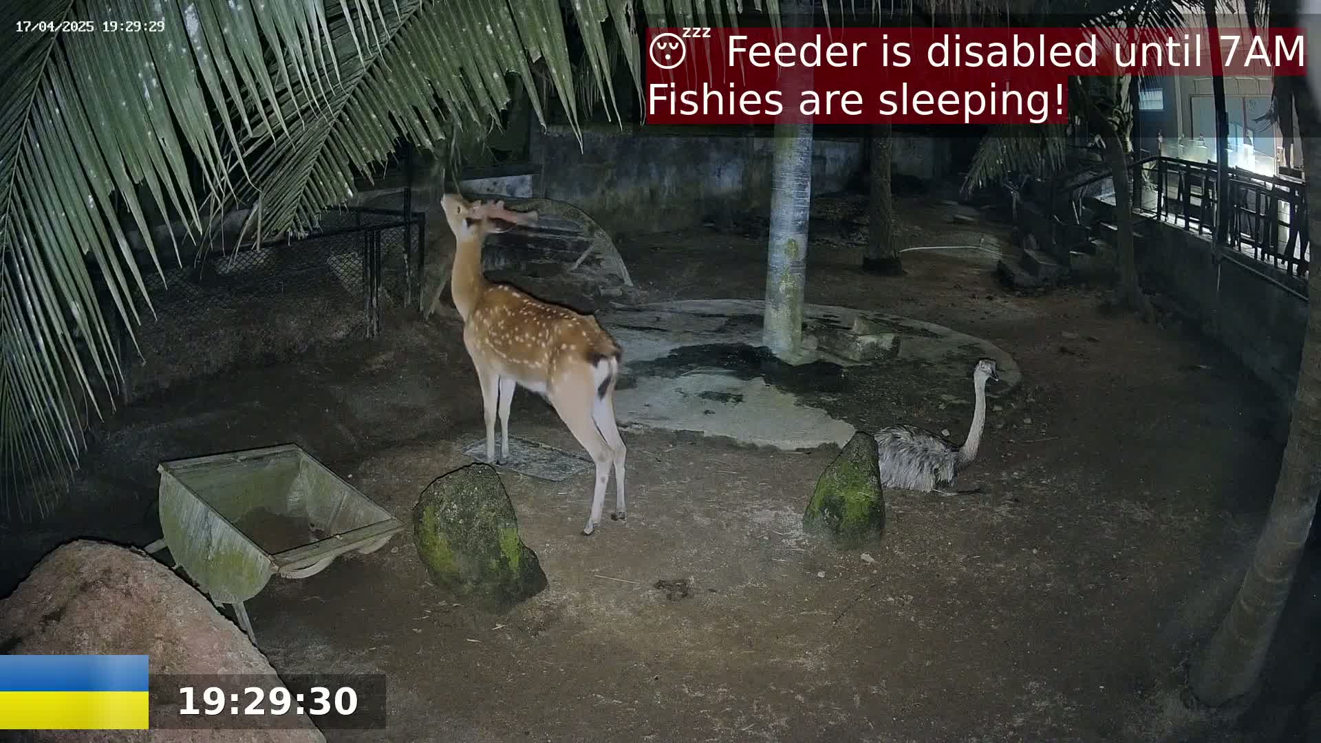 At night, under palm fronds, a deer stands near an emu in a dirt enclosure.