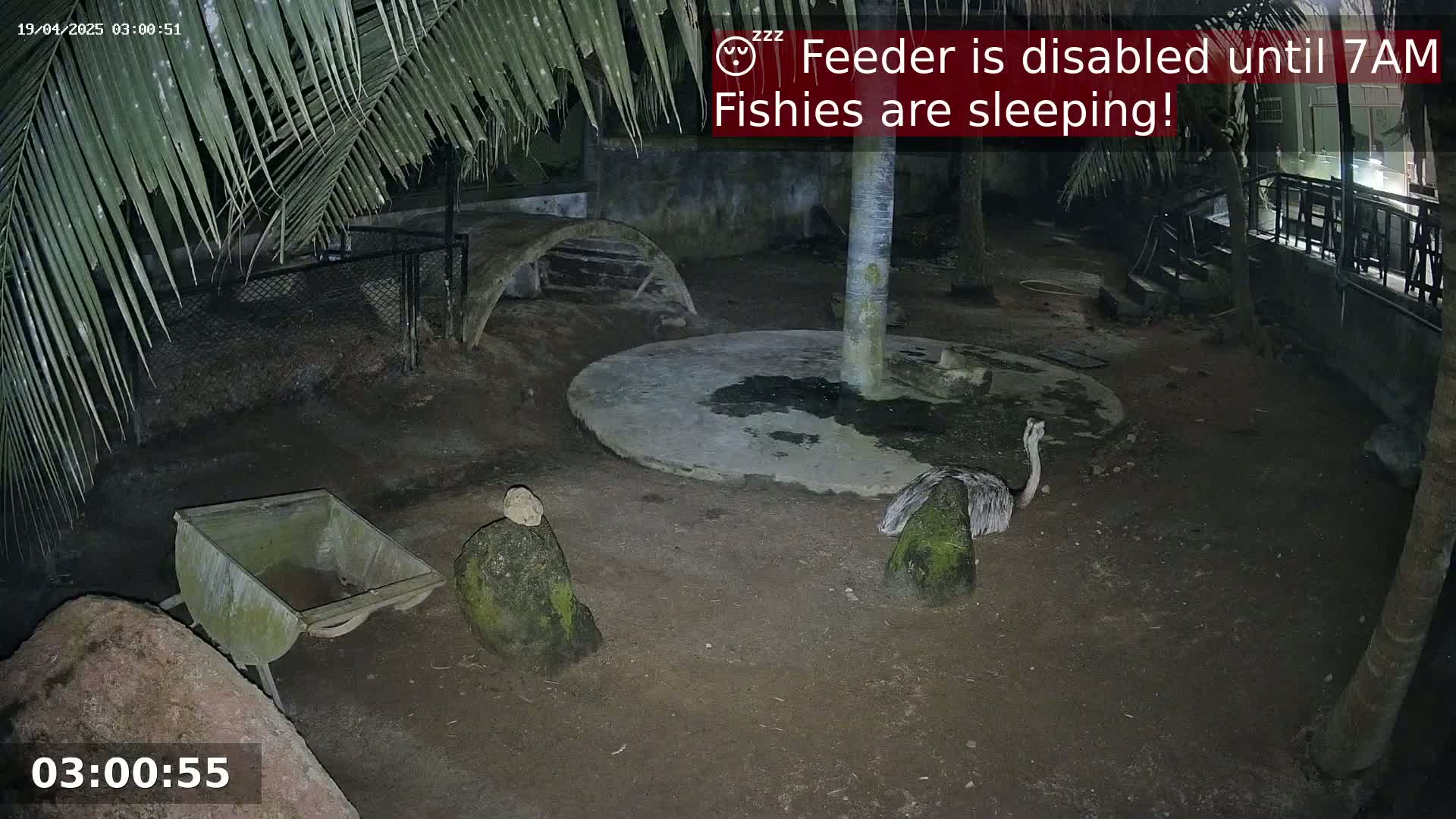 At night, under palm trees, an emu-like bird stands in a dark dirt enclosure near a wheelbarrow and rocks.