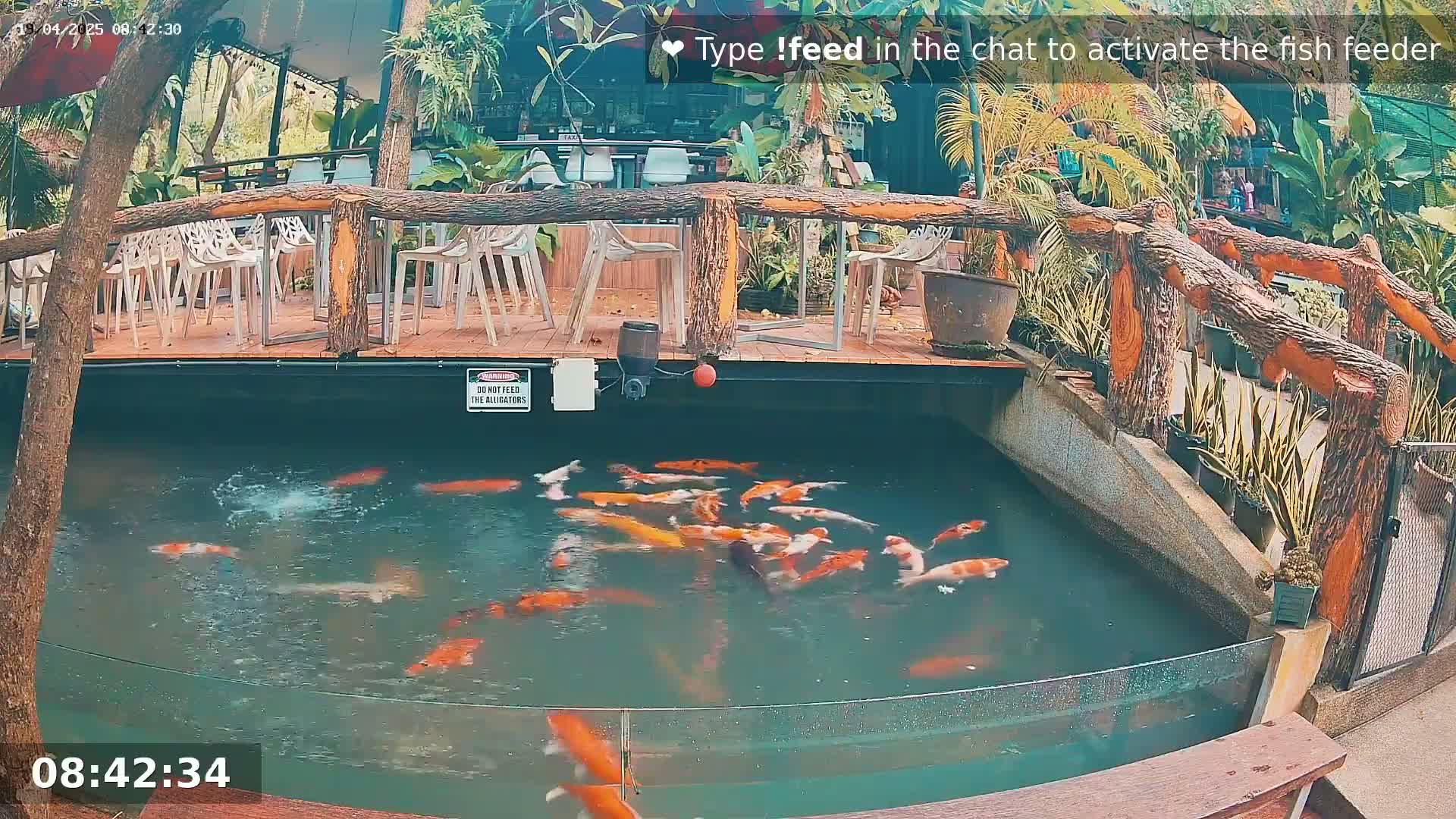 A koi pond with numerous orange and white fish is situated next to an outdoor patio area with wooden railings and white chairs.
