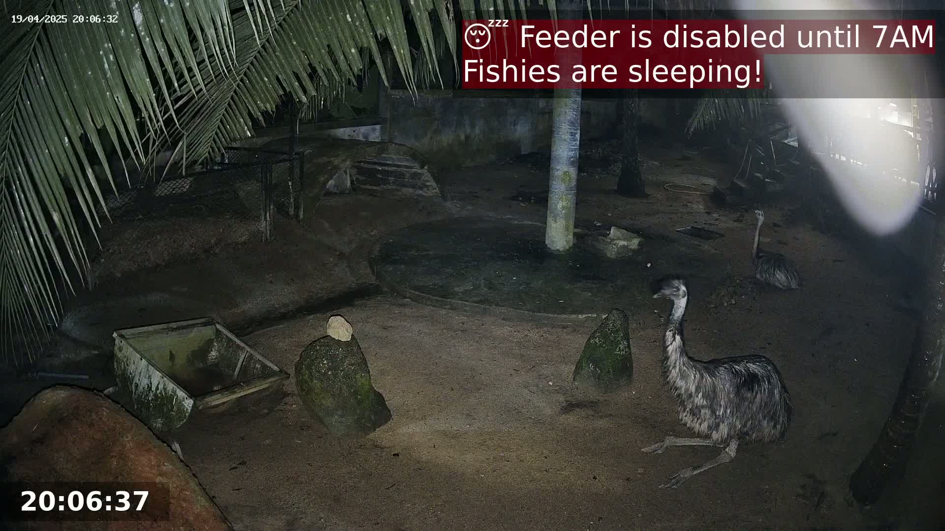 At night, two emus sit on the ground near a small, circular, water feature in an enclosure partially shaded by palm trees.