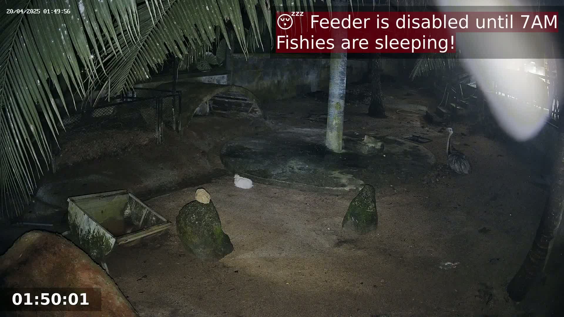 A nighttime outdoor scene shows a sandy enclosure with a small white animal, a rhea, several rocks, and a wooden cart, all under the cover of palm trees.