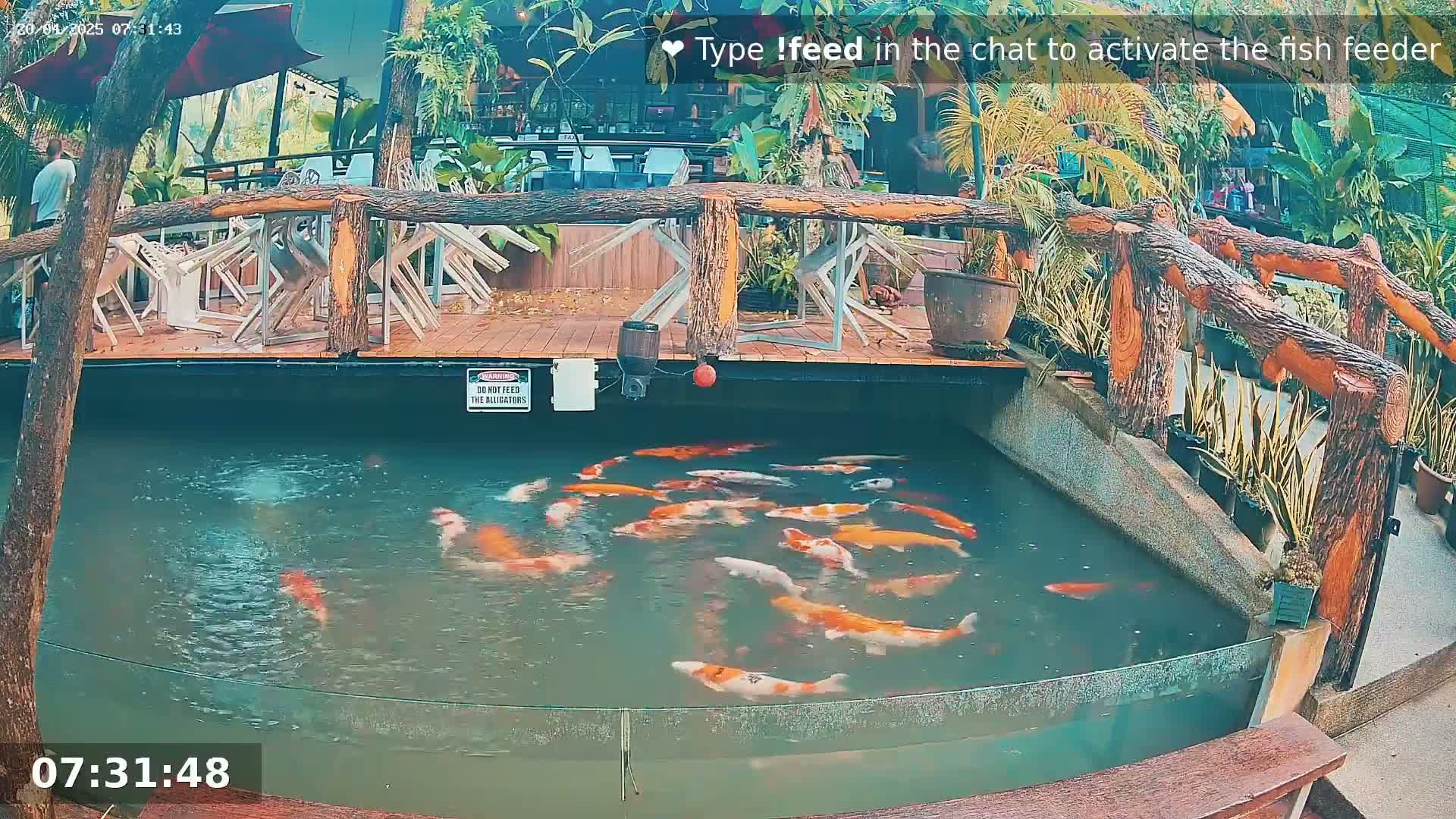 Many colorful koi fish swim in a pond surrounded by a wooden deck and lush tropical greenery.
