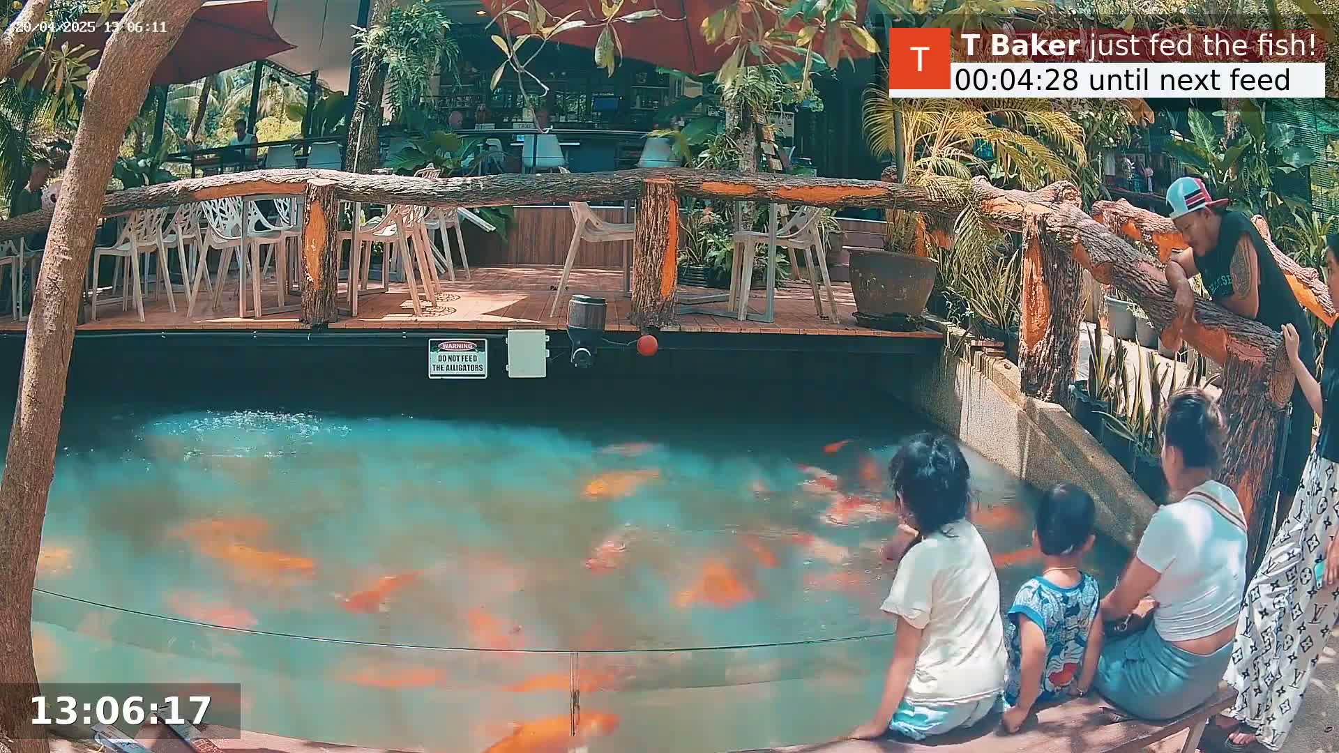 A group of people watch numerous orange koi fish swimming in a pond surrounded by a wooden deck and tropical plants on a sunny day.