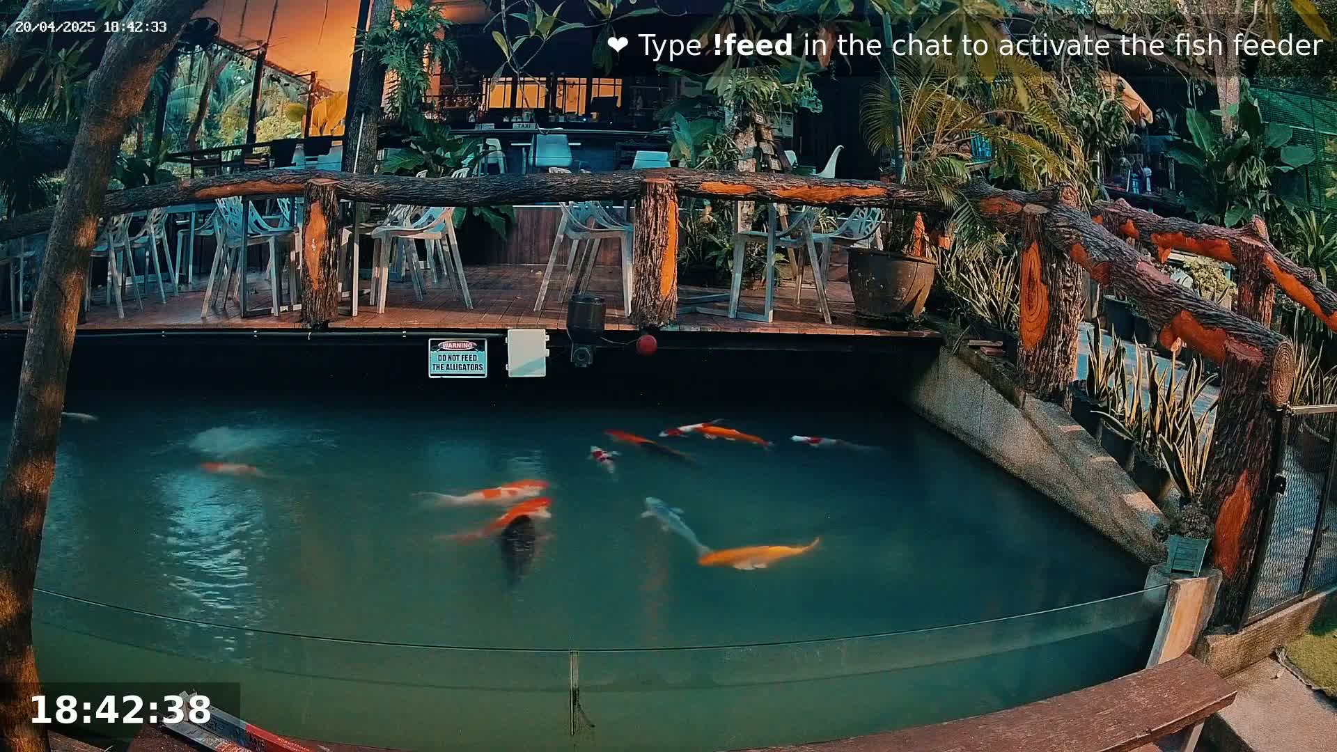 Koi fish swim in a murky pond next to an outdoor patio area with wooden railings and seating under a partly cloudy twilight sky.