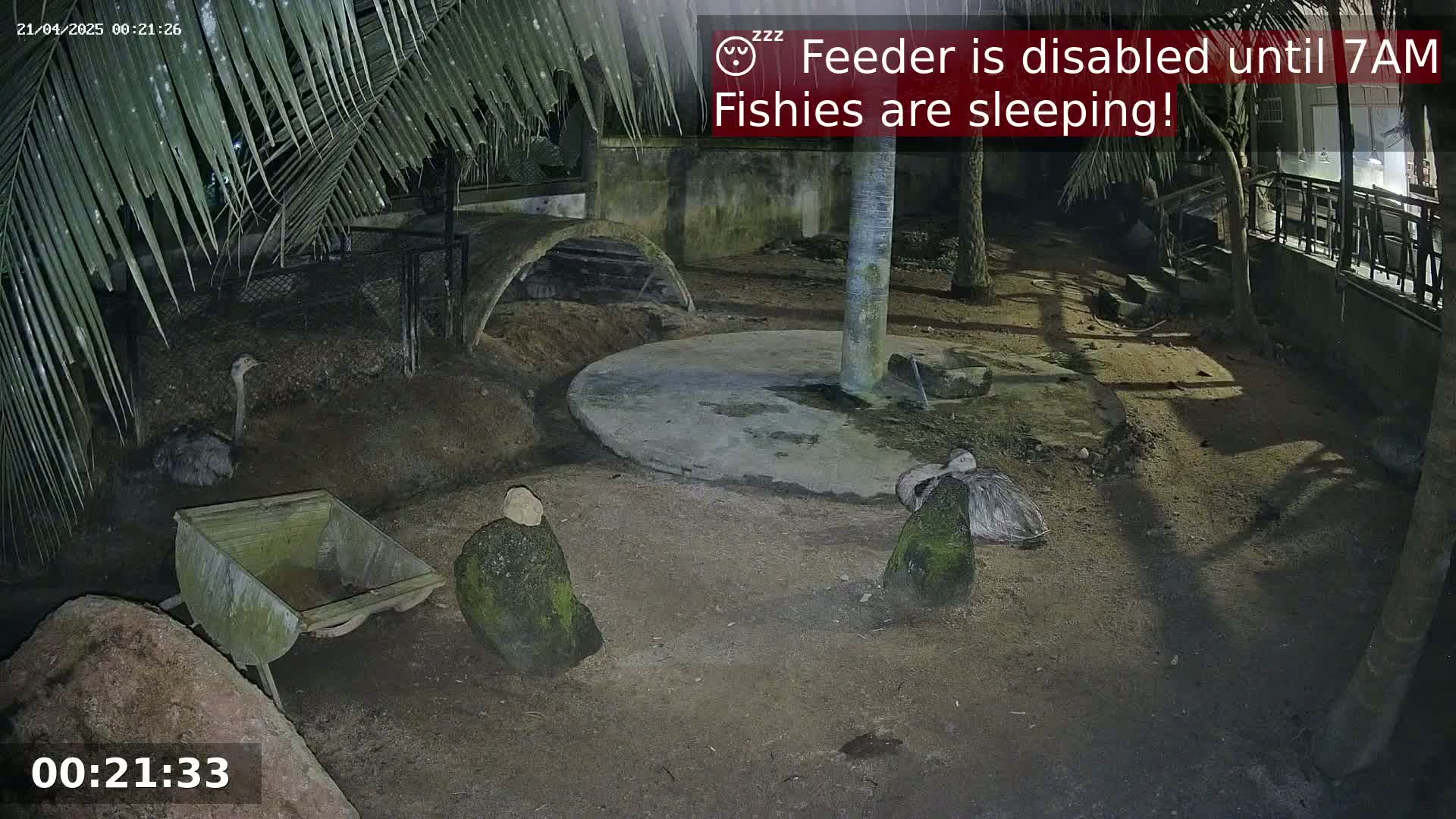 At night, under palm trees, two rheas rest near a small, empty wheelbarrow in a dirt enclosure.