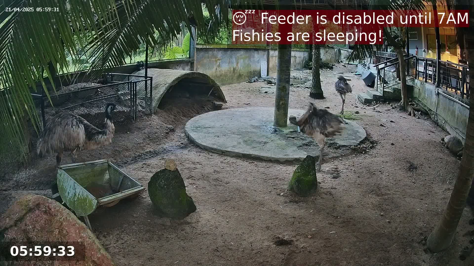 Three emus and a tortoise are in an outdoor enclosure with sandy ground, under the shade of palm trees, at night.