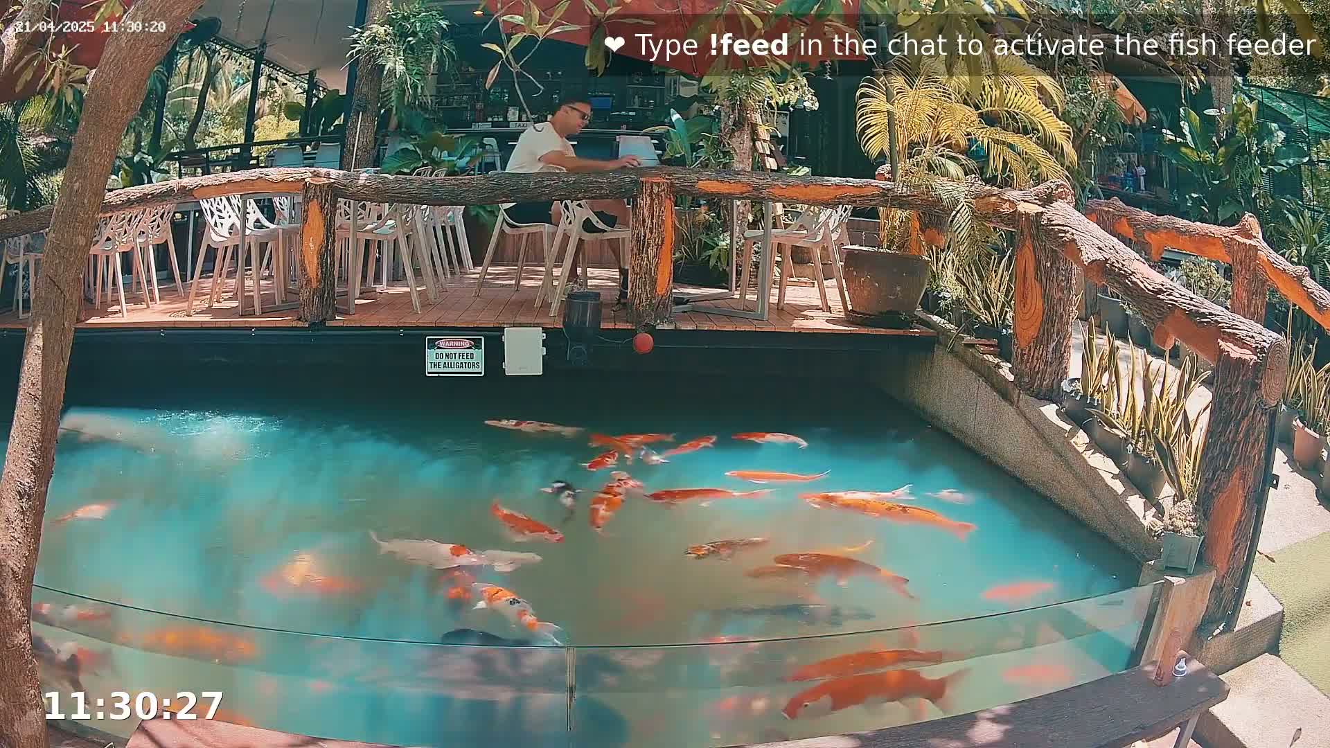 A person sits at an outdoor table overlooking a koi pond on a sunny day.