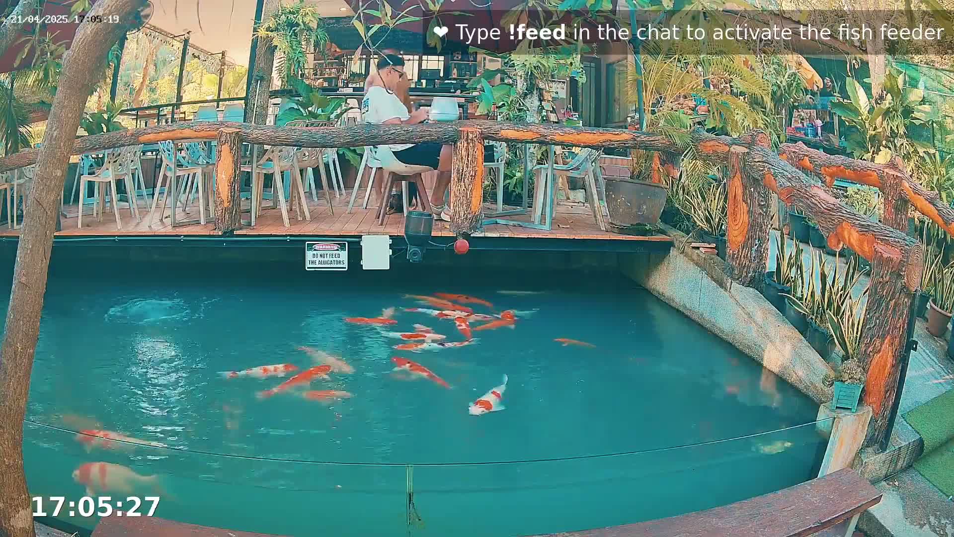 A man sits at an outdoor restaurant overlooking a koi pond filled with colorful fish.