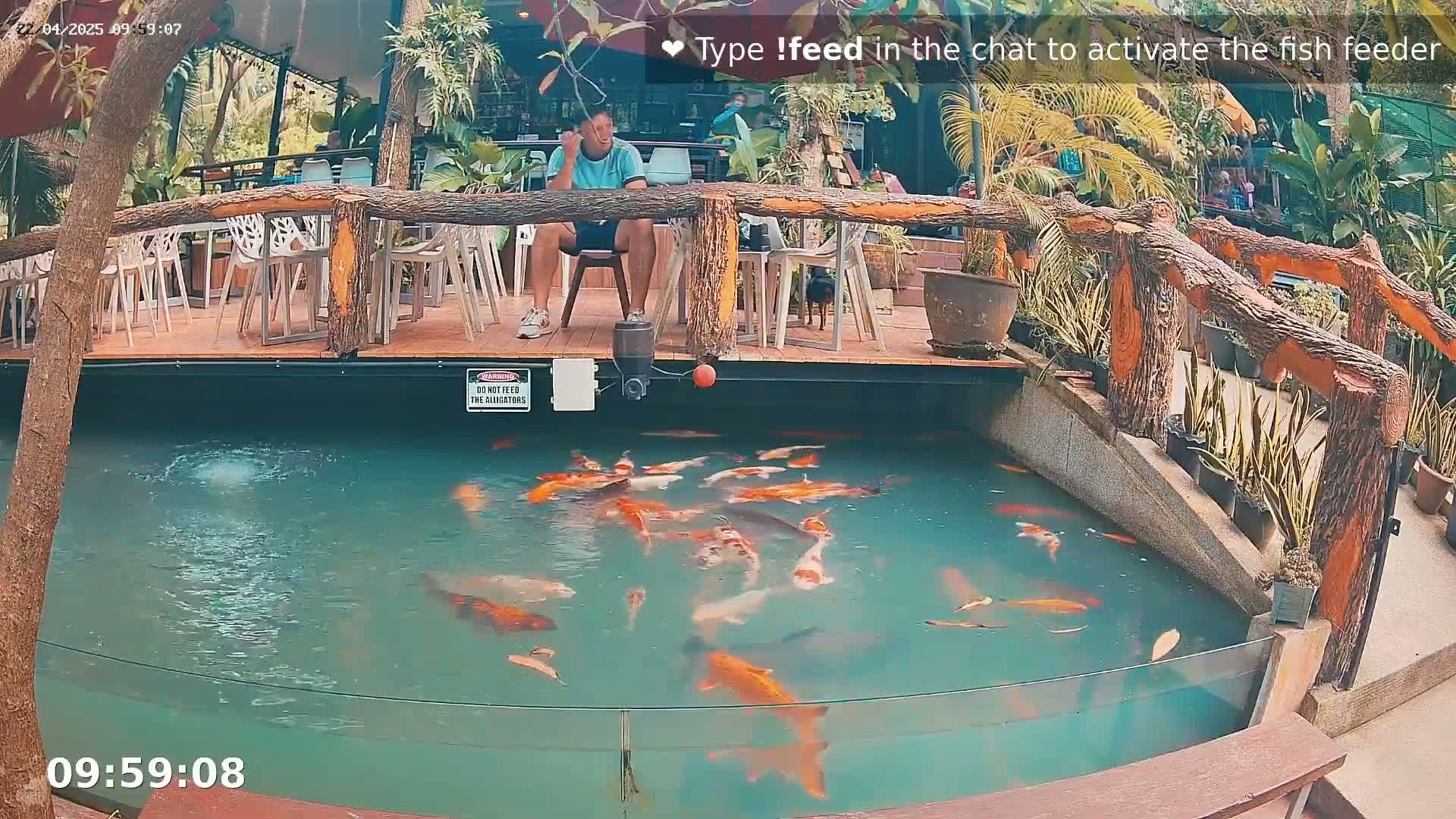 A man sits at an outdoor table next to a koi pond, surrounded by tropical plants and a wooden railing.
