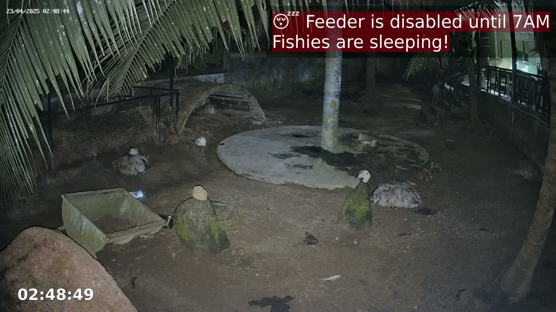 Several large birds are resting at night in a dirt enclosure under palm trees.