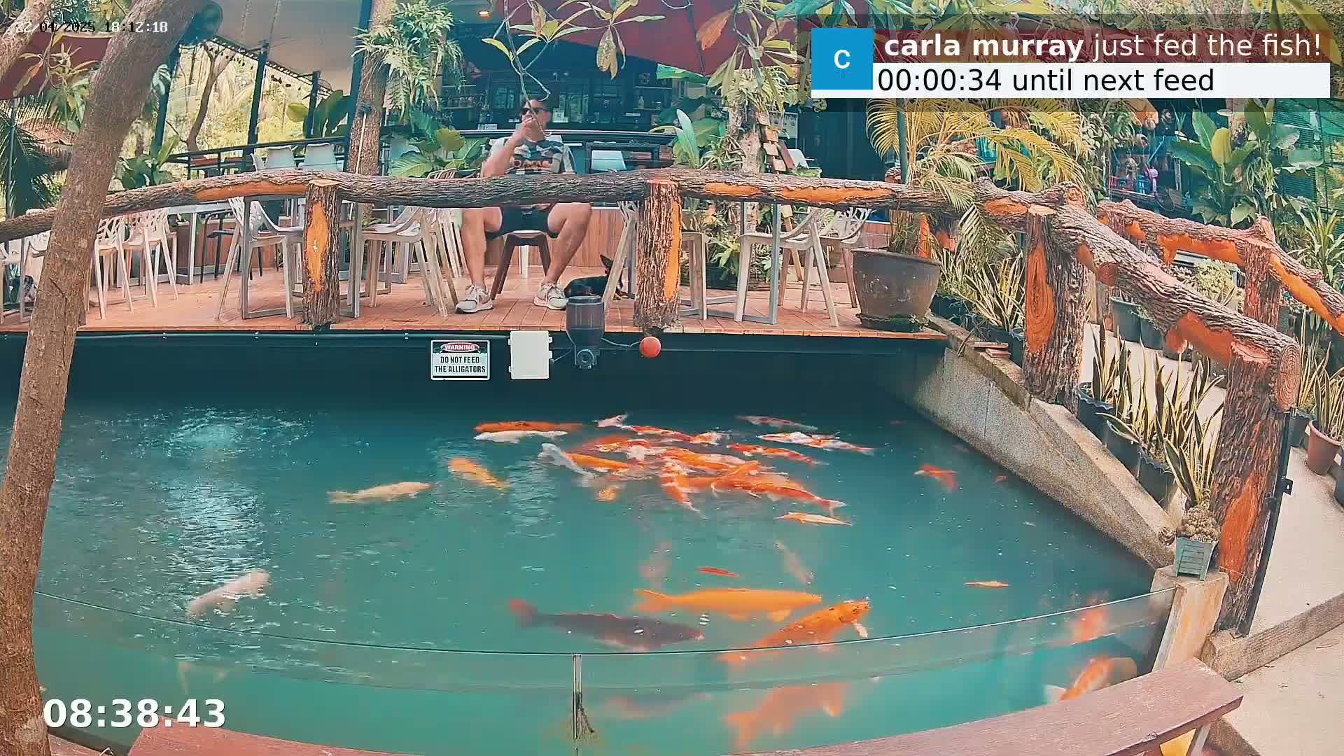A man sits near a koi pond surrounded by lush tropical plants on an outdoor patio.