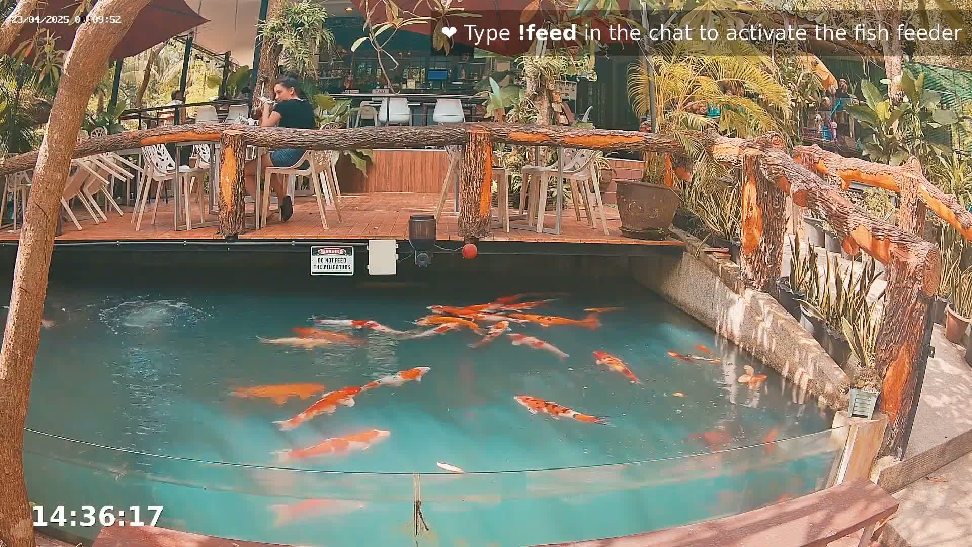 A koi pond with numerous orange and white fish is situated below an outdoor patio with wooden railings and a woman seated at a table.