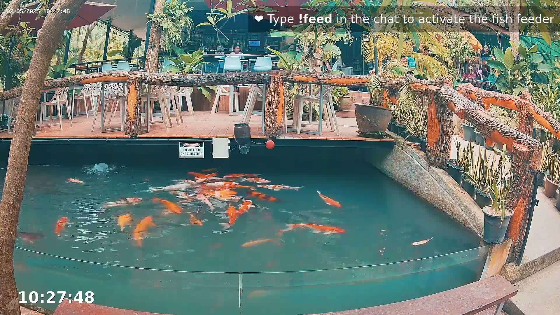 Many orange and white koi swim in a pond next to an outdoor patio with wooden railings and potted plants.