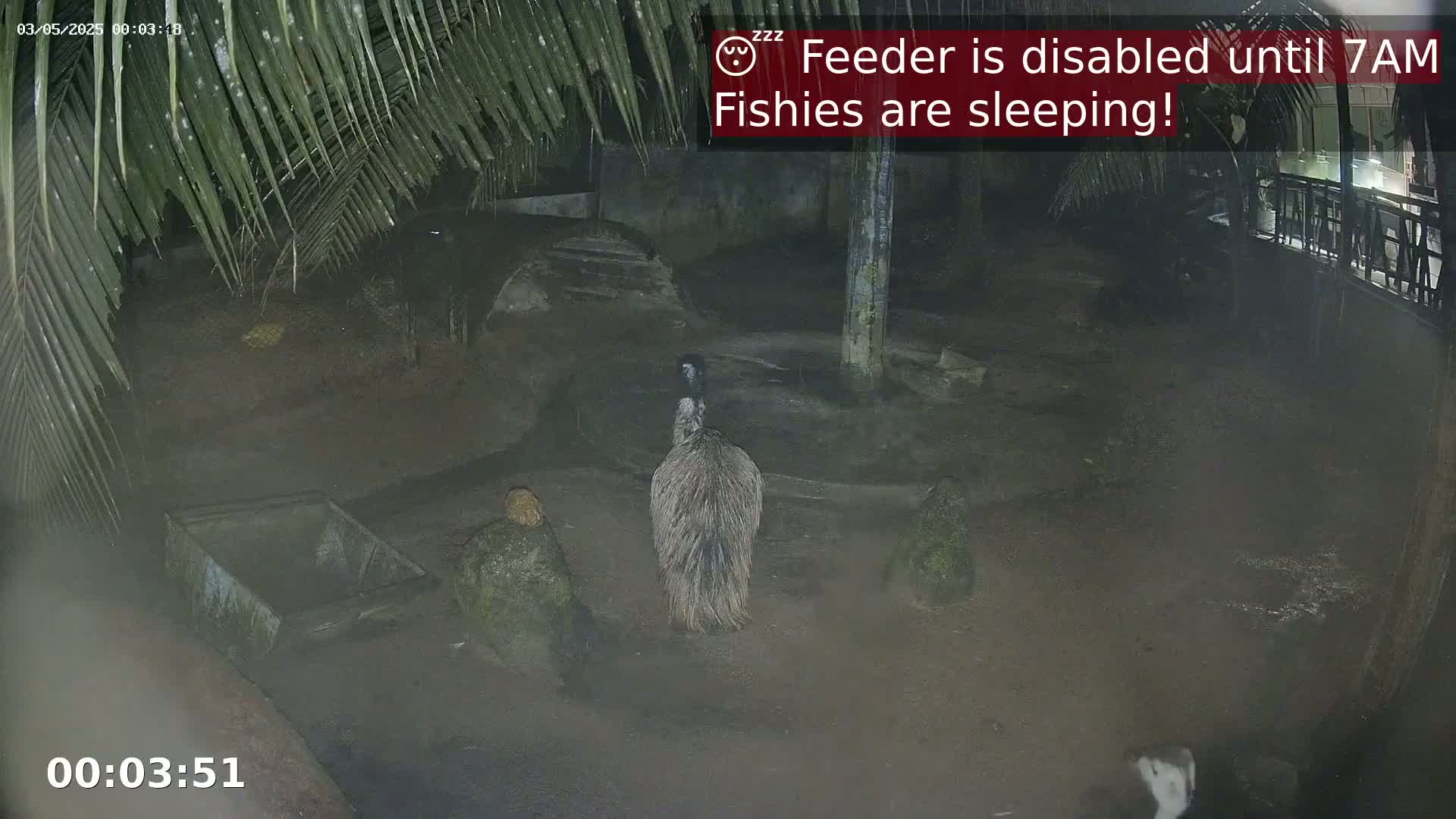 A nighttime, outdoor enclosure shows an emu standing in the center with a few rocks scattered about, under the canopy of palm fronds.