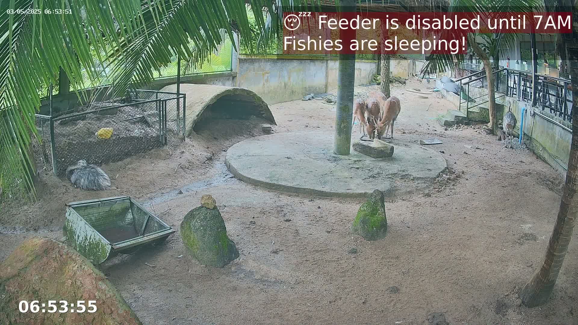 Zoo Cafe · Feed the Life of Fishes, Emus, Deers, Turtles, Malas  Live Cam  - Amphoe Ko Pha - Ngan, Surat Thani, Thailand