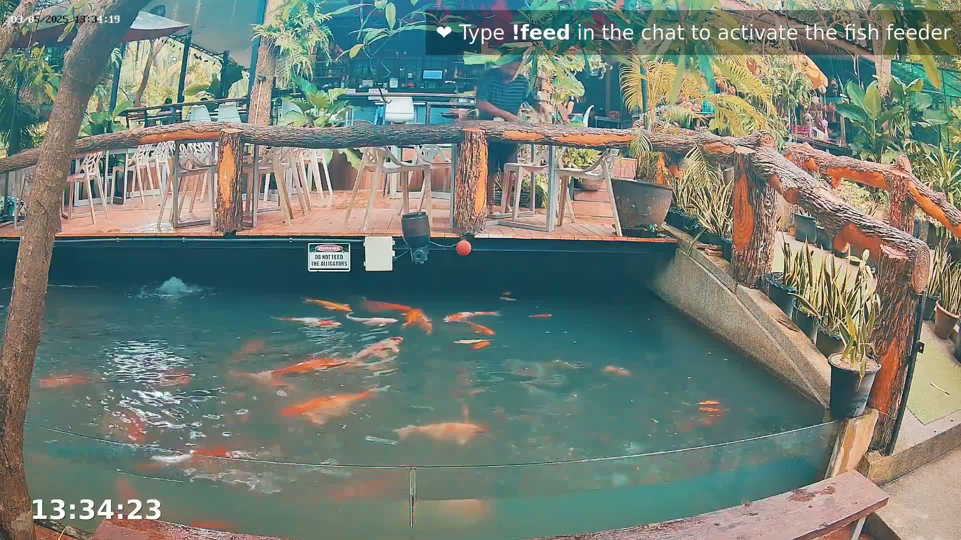 A pond filled with orange and white koi fish sits below an outdoor patio with wooden railings and several empty chairs.