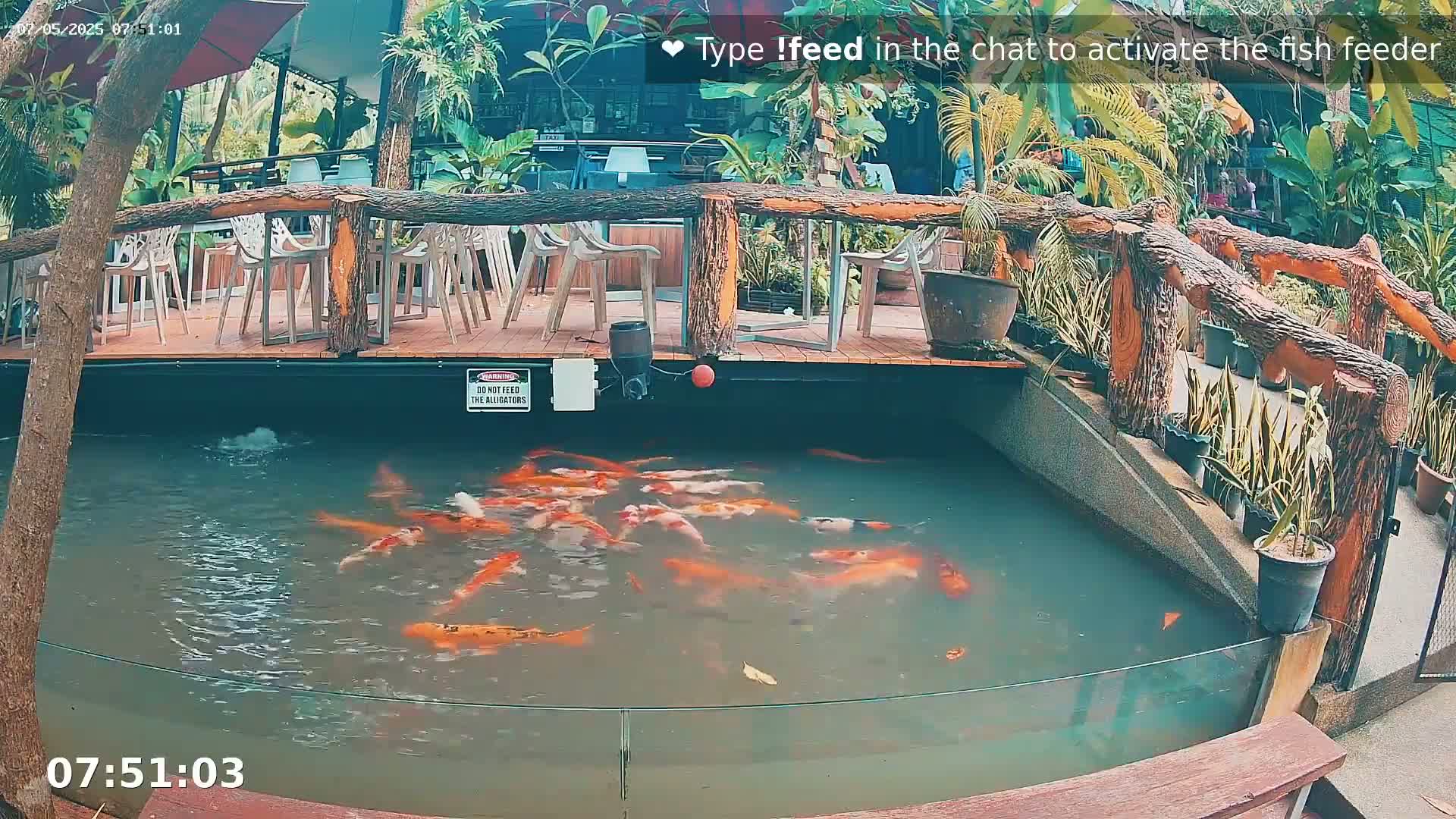 A koi pond with numerous orange and white fish is situated beside an outdoor patio area with wooden railings and several empty chairs under a partly shaded area.