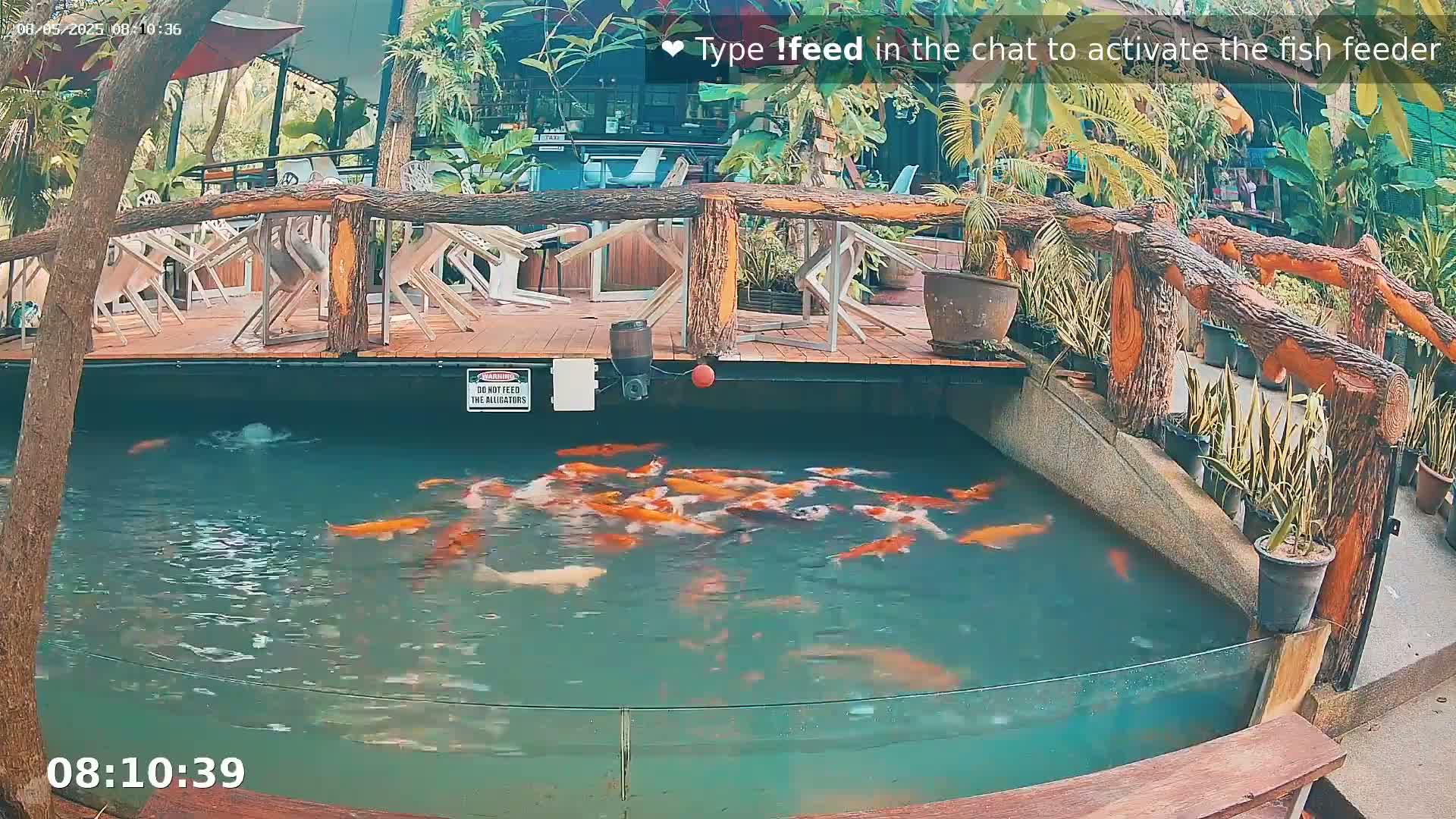 A pond filled with orange koi fish is surrounded by a wooden deck with chairs and tropical plants.