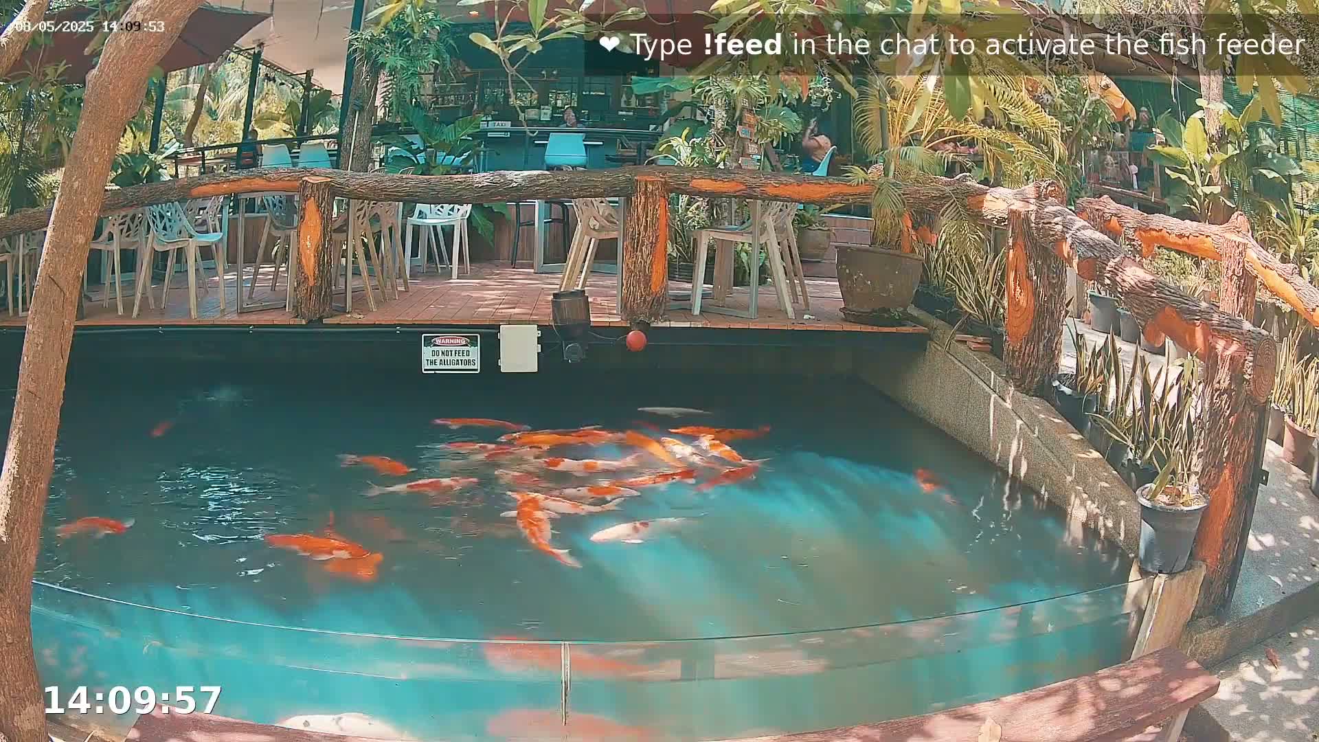 A partially submerged, glass-walled pond containing numerous orange and white koi fish is situated next to an outdoor patio with wooden furniture and tropical plants under sunny conditions.