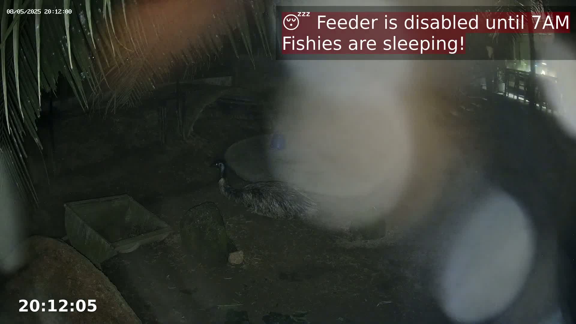 A large, dark bird is seen on the ground at night, near a small cart and under some palm fronds.