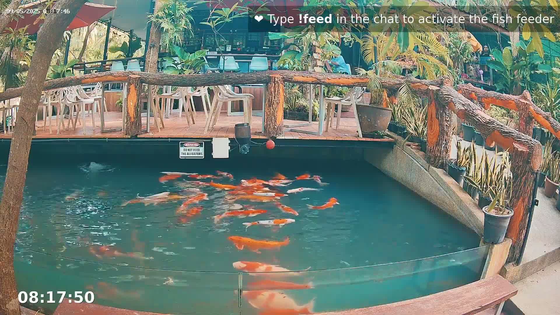 A koi pond with numerous orange and white fish is situated beneath a wooden deck with outdoor seating and lush tropical greenery.