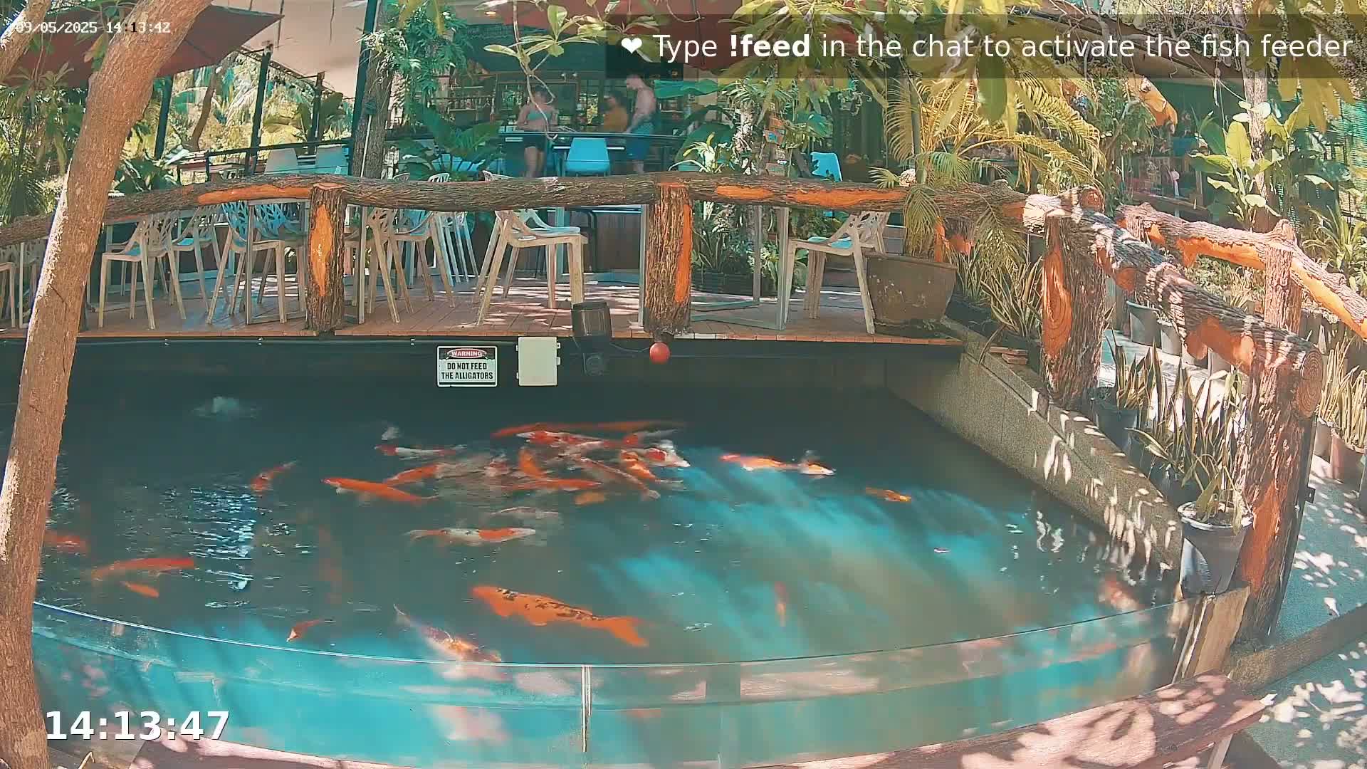 A partially shaded outdoor koi pond with many orange and white koi swimming in it is situated below an outdoor patio with wooden railings and several empty chairs and tables.