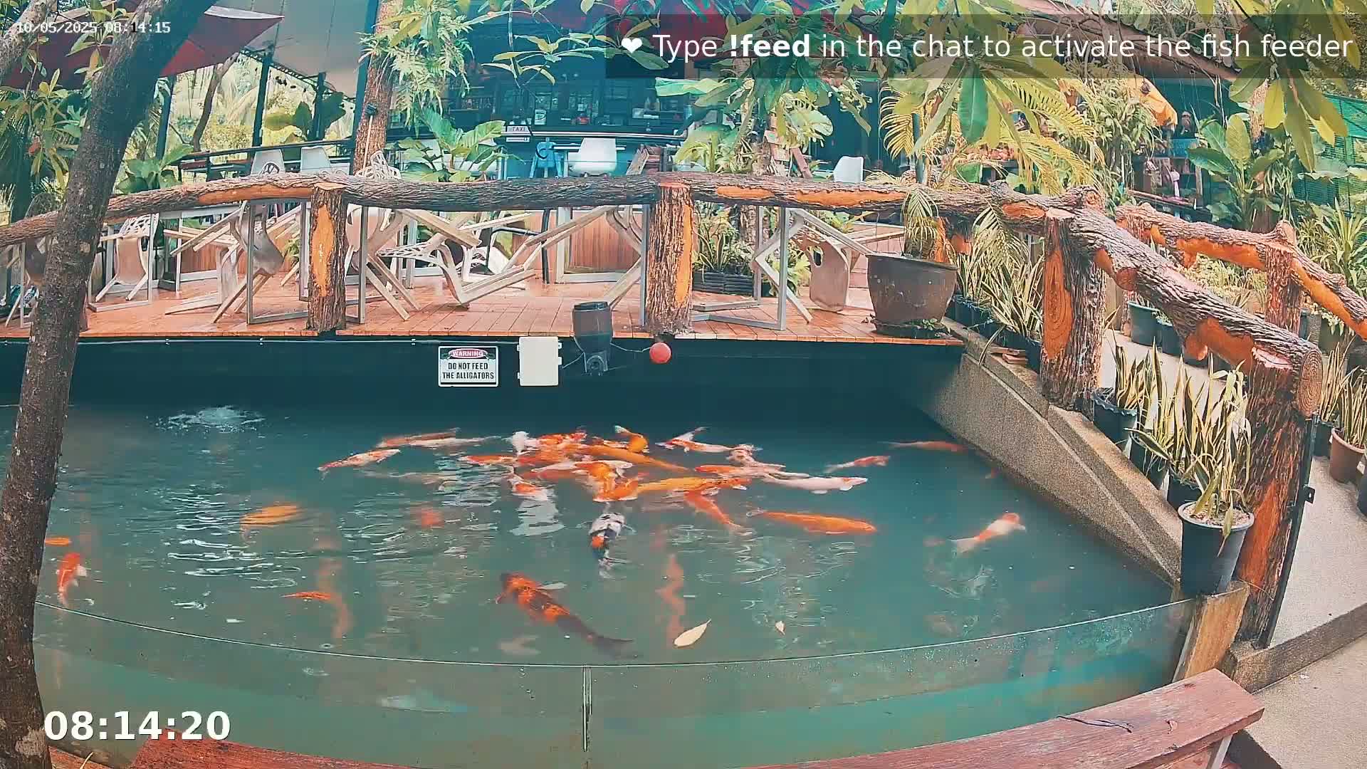 A pond filled with koi fish is situated below an outdoor patio with wooden railings and tropical plants.
