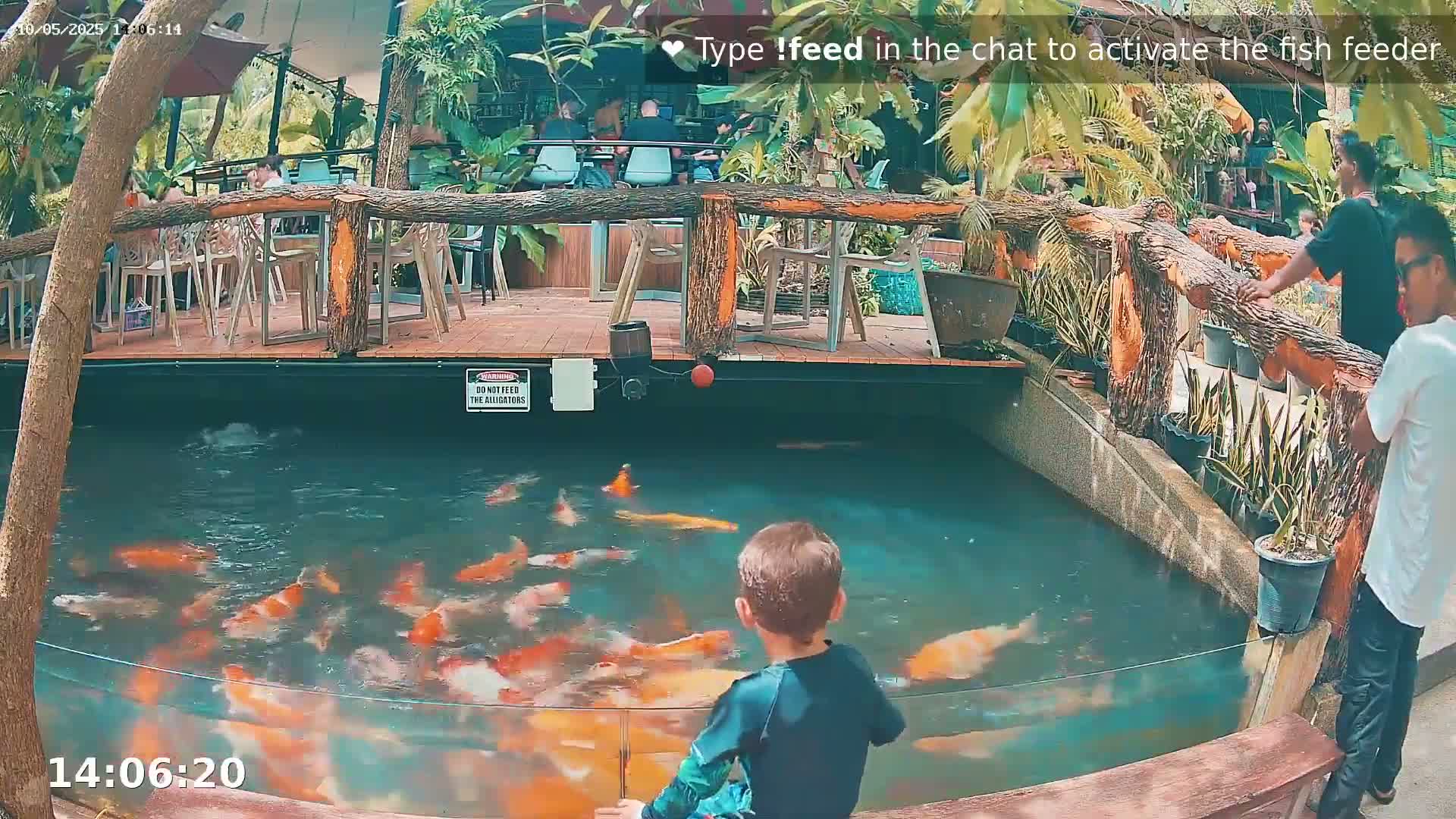 A young boy watches numerous orange and white koi fish swim in a pond surrounded by a wooden deck, lush tropical plants, and people seated at outdoor tables under a sunny sky.