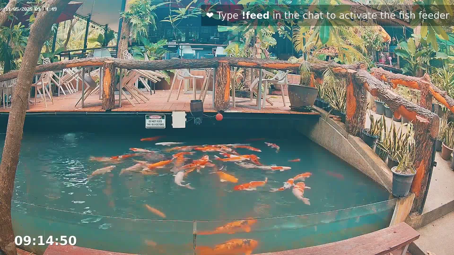 A koi pond with numerous orange and white fish is situated below a wooden deck with patio furniture and lush tropical plants.