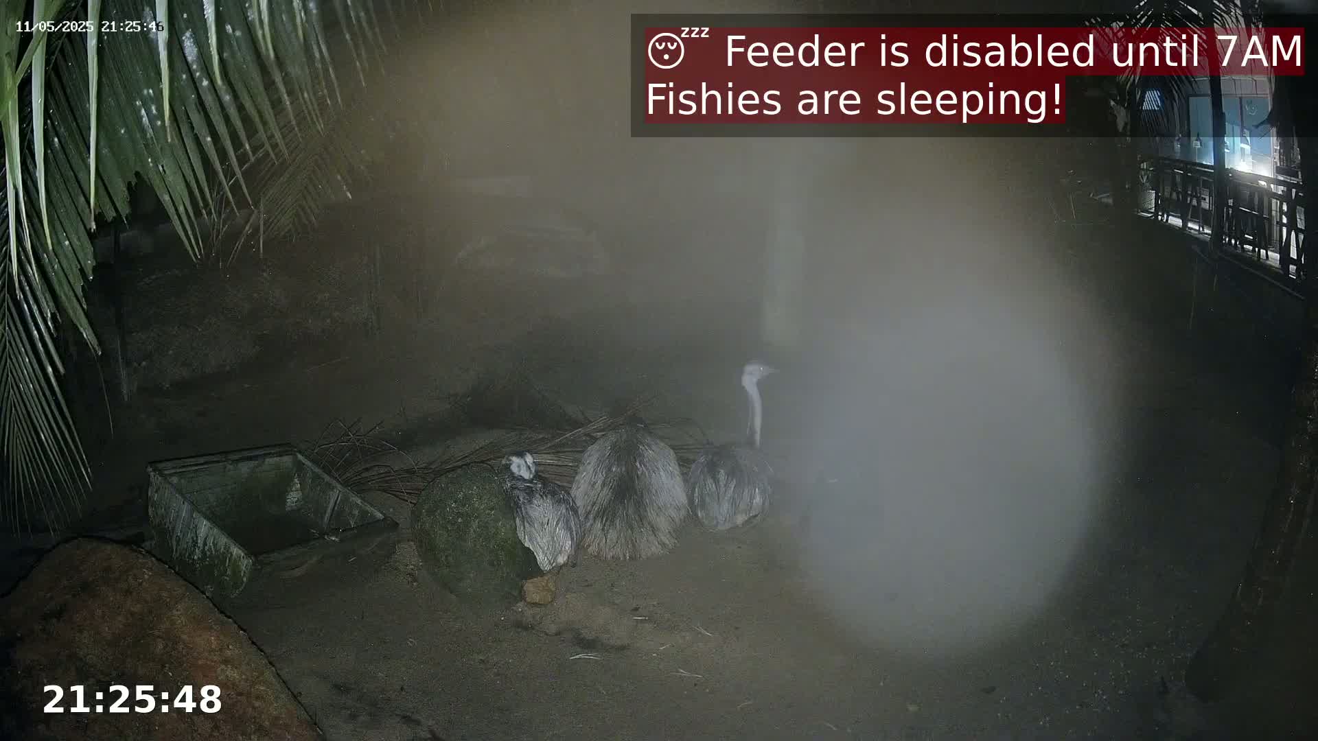 Three rheas are huddled together at night in a dimly lit enclosure, partially obscured by fog or mist.