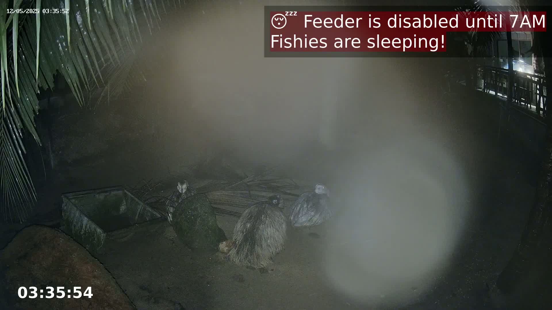 Three emu-like birds are huddled together at night in a dimly lit enclosure shrouded in fog or mist.