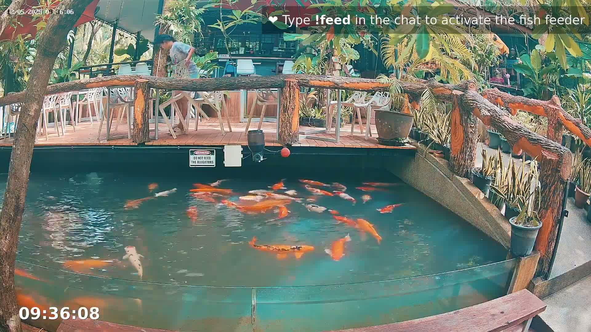 A koi pond with numerous orange and white fish is situated beneath an outdoor patio with wooden railings and white chairs.