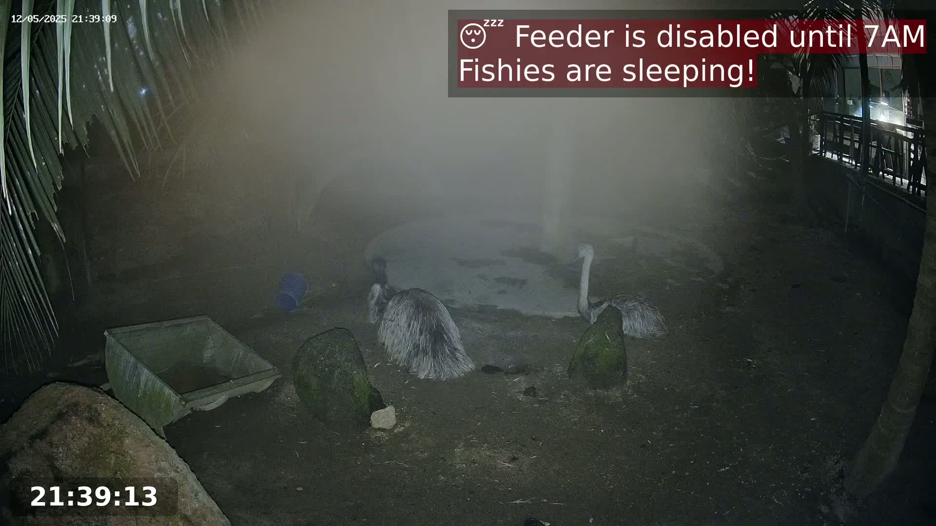 Three emus stand near a small body of water in a foggy enclosure at night.