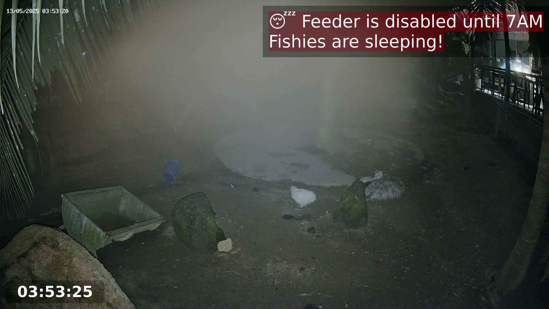 A hazy, nighttime scene shows several birds resting on the ground near a small, empty container; a white bird is near the center of the scene.