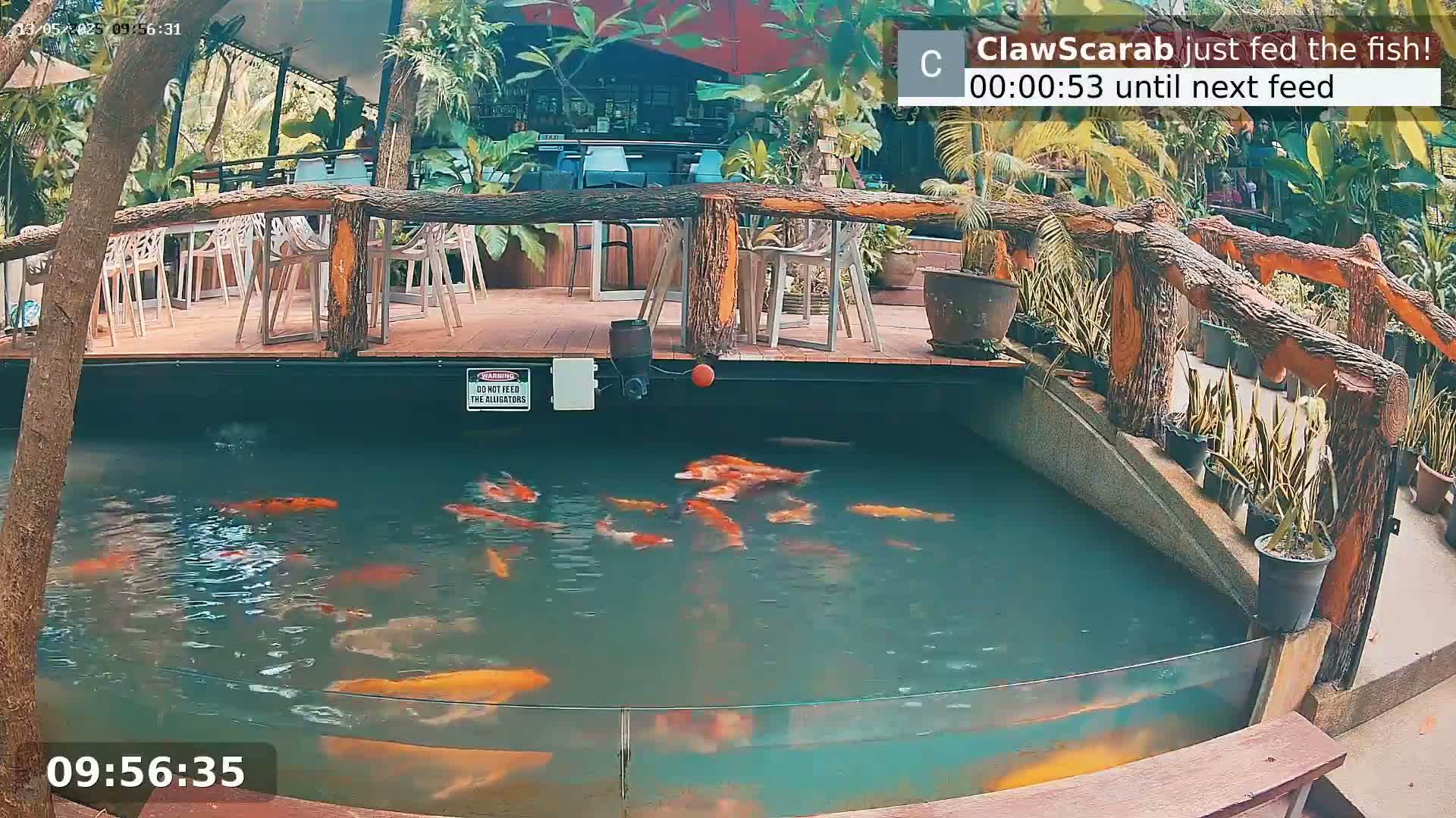 Zoo Cafe · Feed the Life of Fishes, Emus, Deers, Turtles, Malas  Live Cam  - Amphoe Ko Pha - Ngan, Surat Thani, Thailand