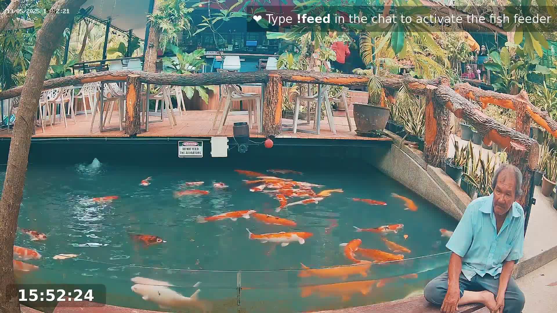 An outdoor koi pond, surrounded by a wooden deck and tropical plants, contains numerous orange and white koi fish; a man sits on the deck beside the pond.