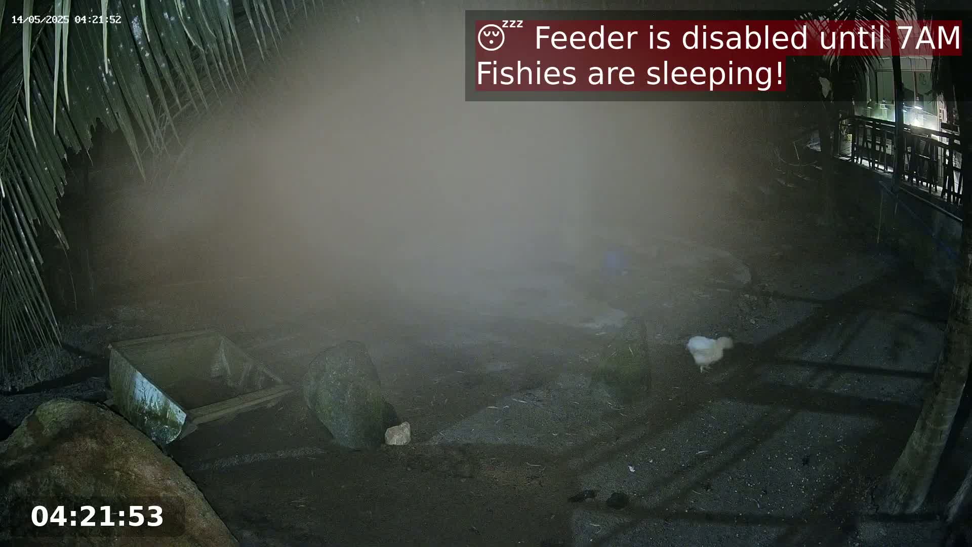 A foggy, nighttime scene shows a small, white bird near a trough and rocks under palm fronds.