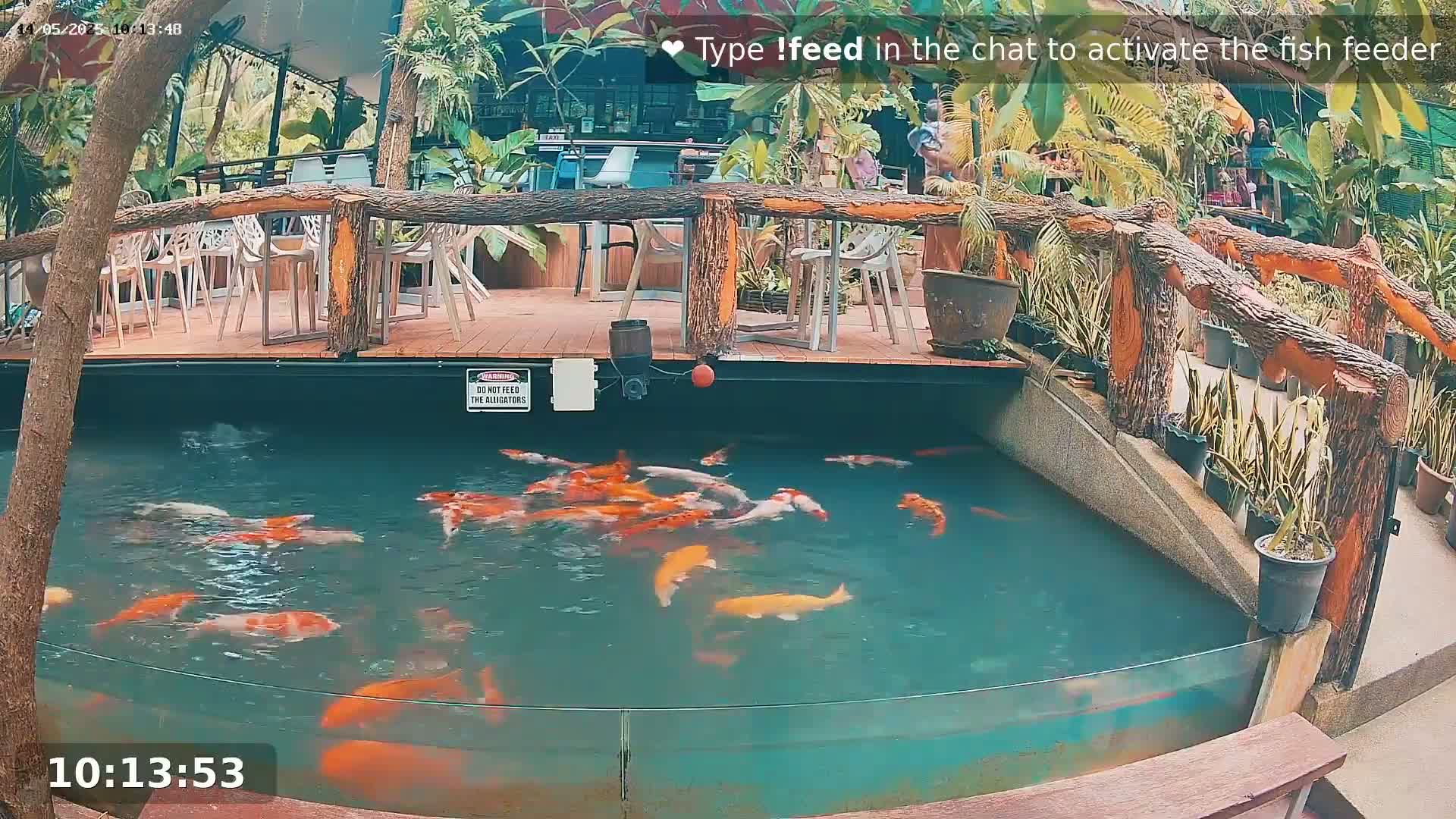 Zoo Cafe · Feed the Life of Fishes, Emus, Deers, Turtles, Malas  Live Cam  - Amphoe Ko Pha - Ngan, Surat Thani, Thailand
