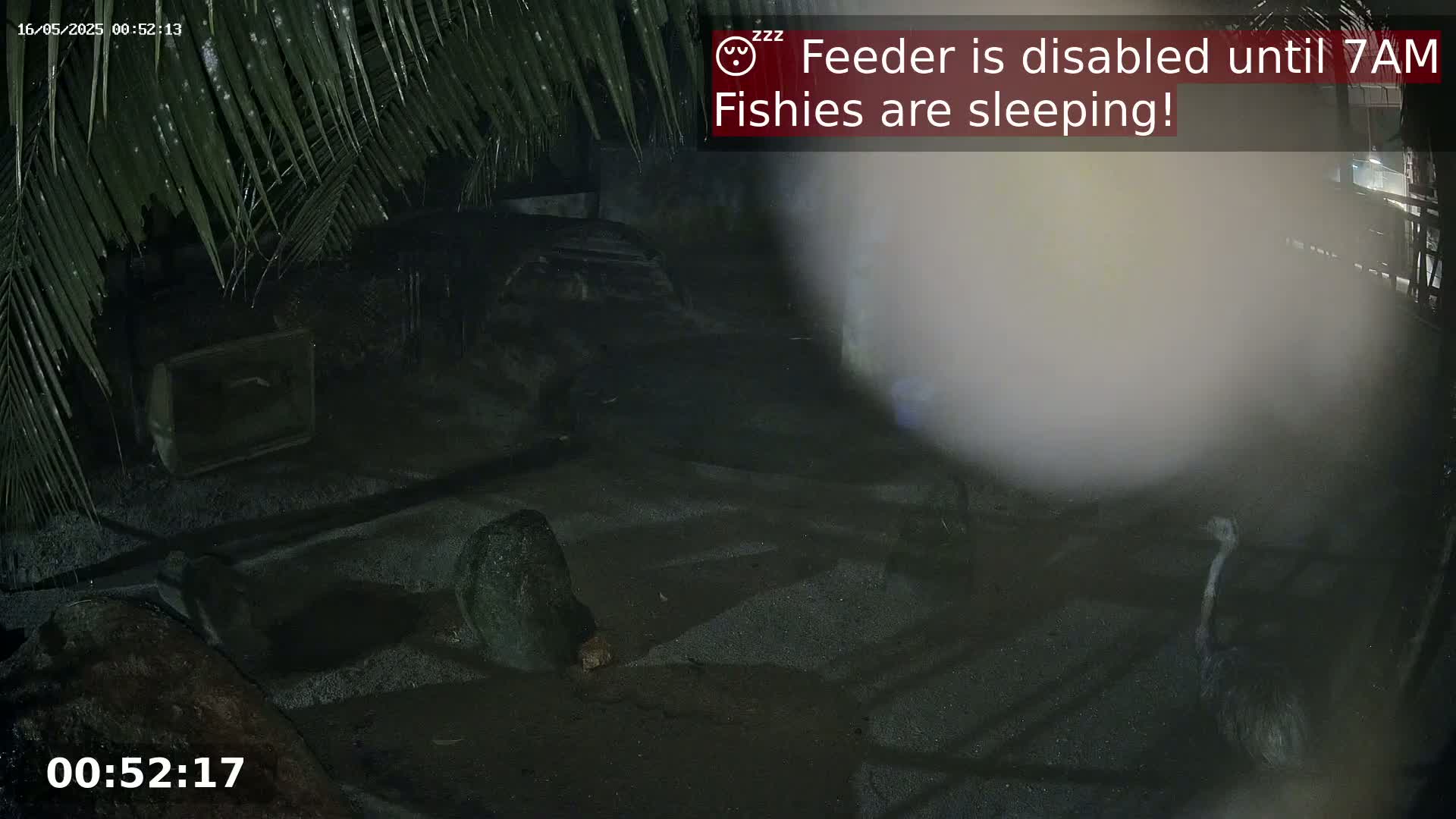 A nighttime, outdoor scene shows a dark, gravelly area under palm fronds with a large bird and other indistinct shapes partially visible in low light.