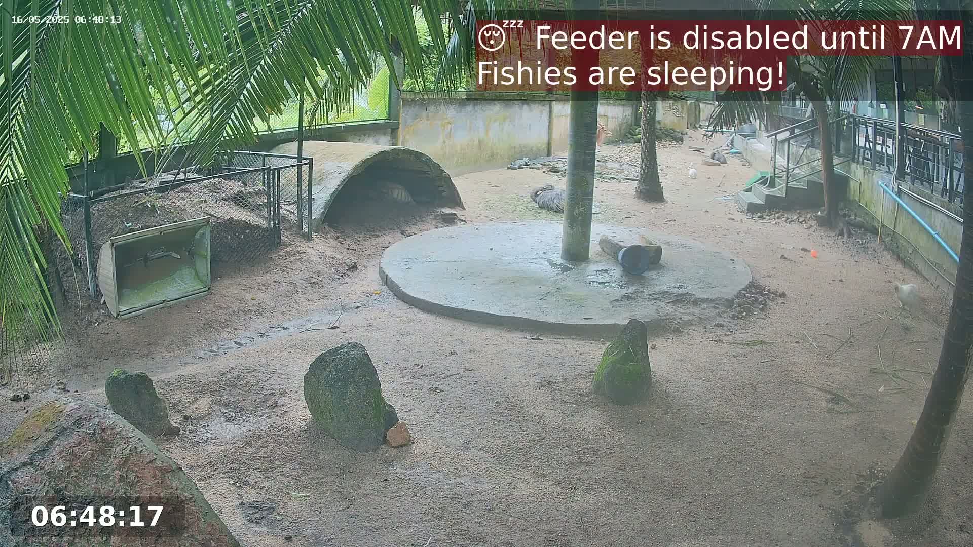 Zoo Cafe · Feed the Life of Fishes, Emus, Deers, Turtles, Malas  Live Cam  - Amphoe Ko Pha - Ngan, Surat Thani, Thailand