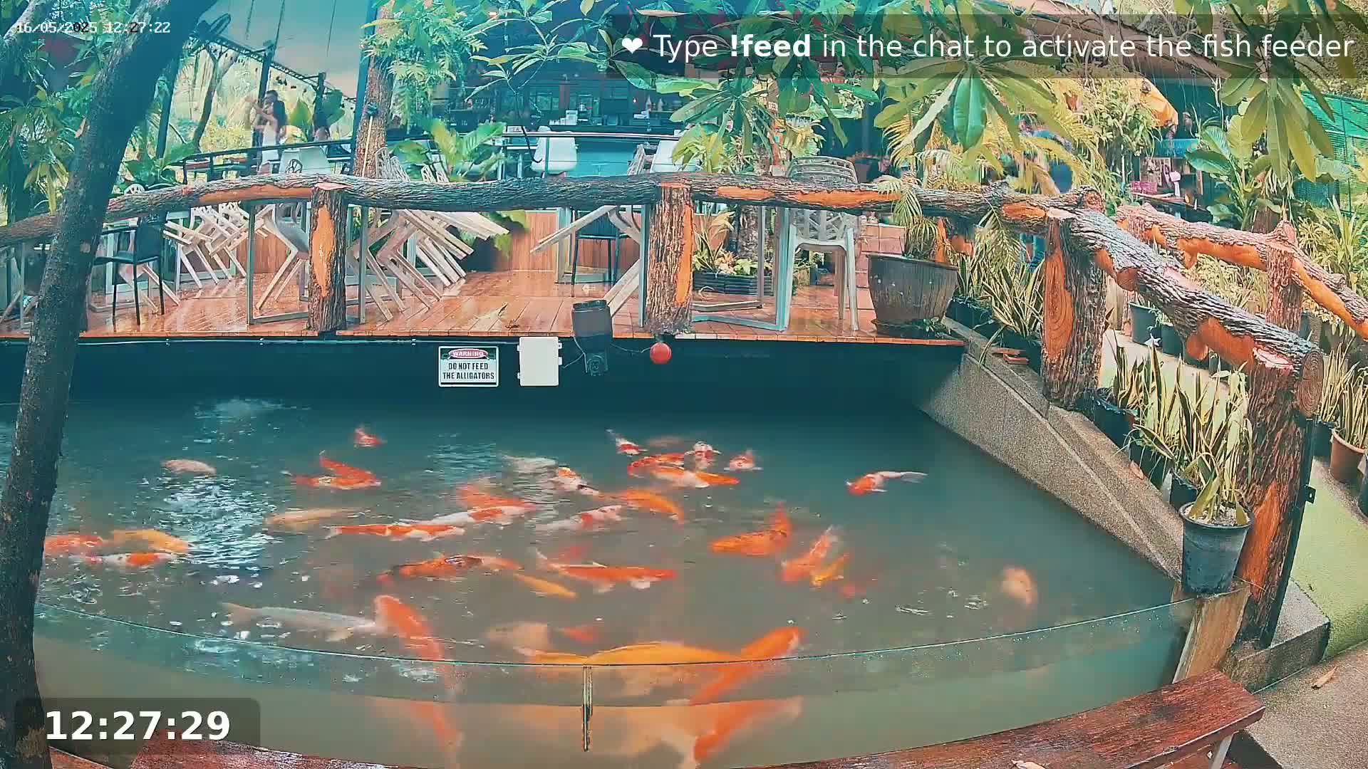 Zoo Cafe · Feed the Life of Fishes, Emus, Deers, Turtles, Malas  Live Cam  - Amphoe Ko Pha - Ngan, Surat Thani, Thailand