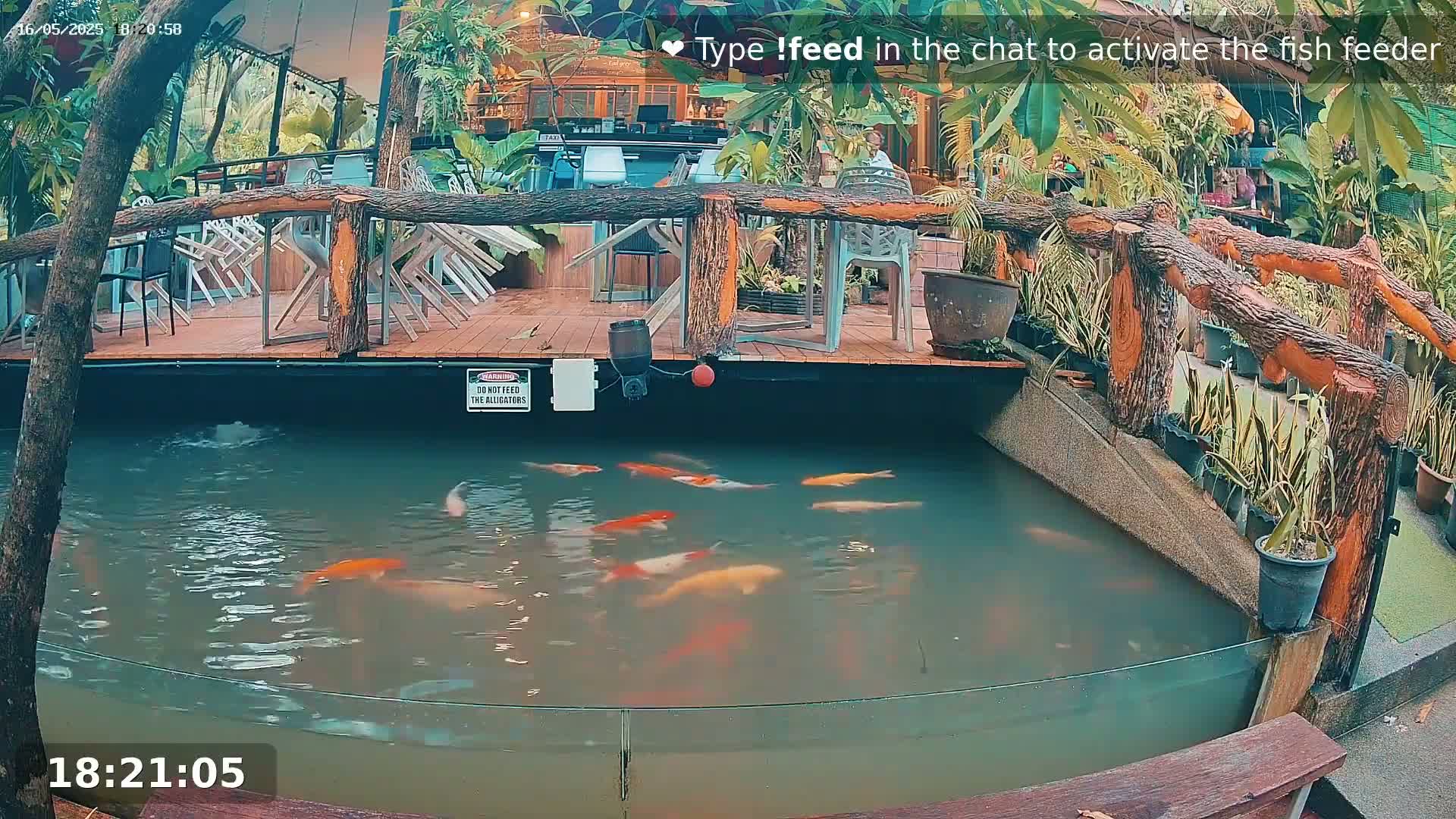 Koi swim in a murky pond surrounded by a wooden deck, lush plants, and a partially visible restaurant.