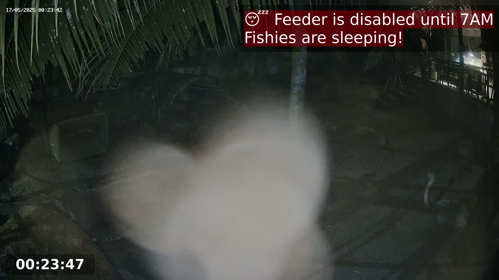 A blurry, nighttime outdoor image shows a light-colored, indistinct shape in the foreground, possibly an animal, with dark, indistinct shapes in the background under palm fronds.